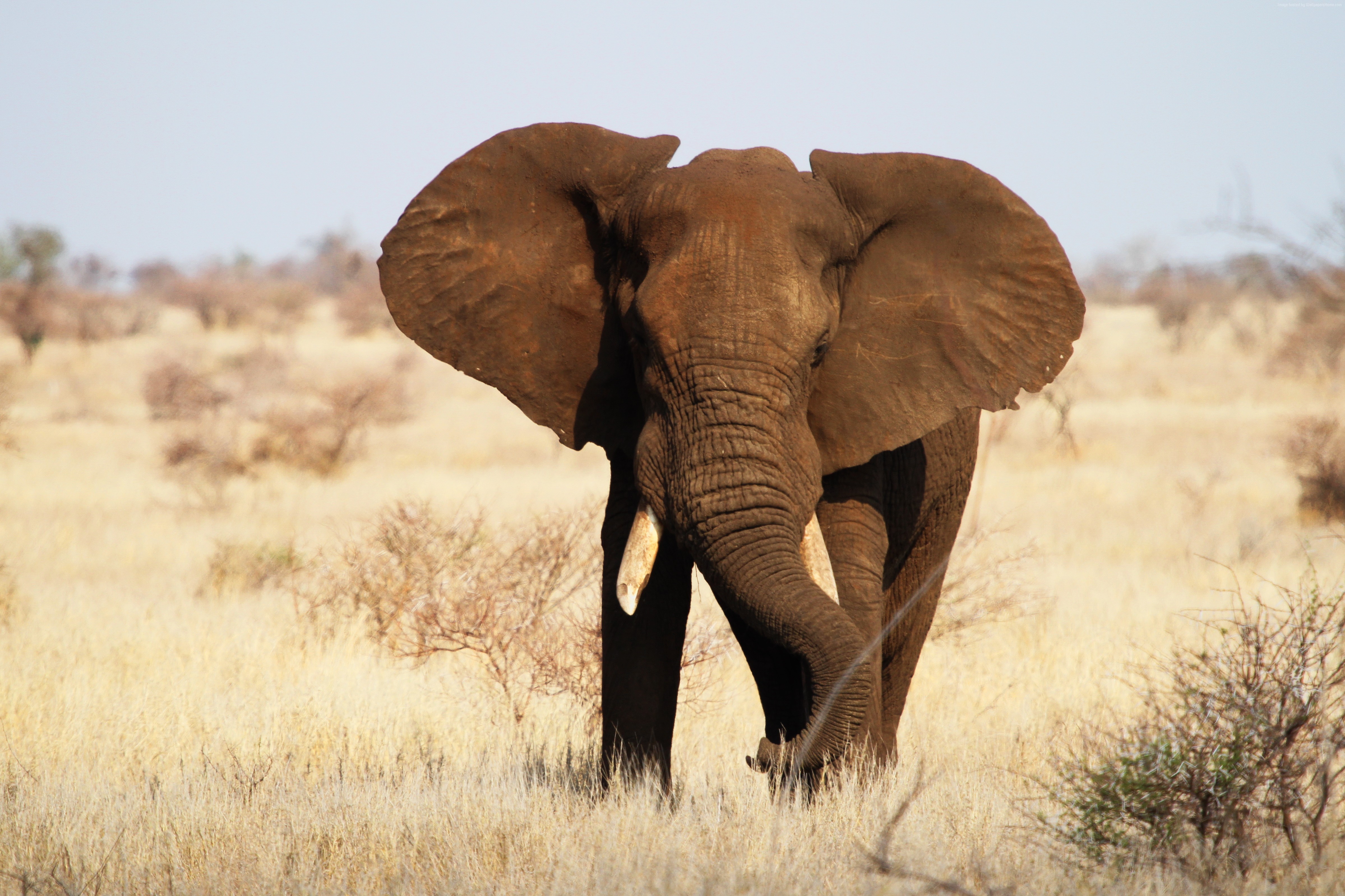 Wallpaper Elephant, Kruger National Park, Africa, wildlife, Animals ...