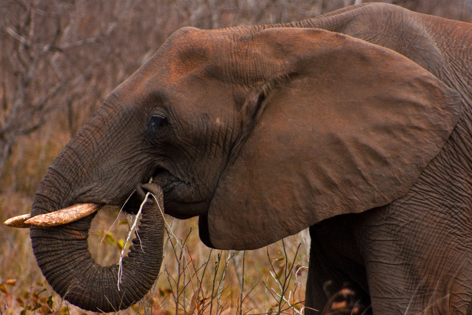 Kruger Park Elephant, Africa, Stock, Park, Photo, HQ Photo