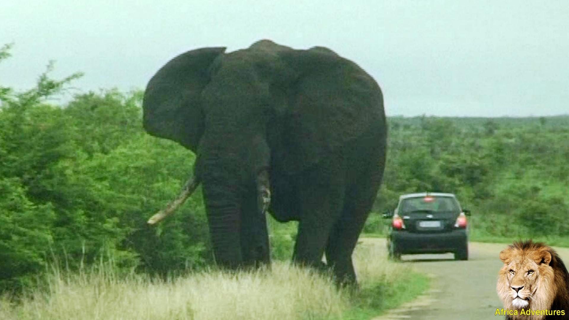 Elephant Attacks Car TWICE in Kruger National Park. Latest Attacks ...