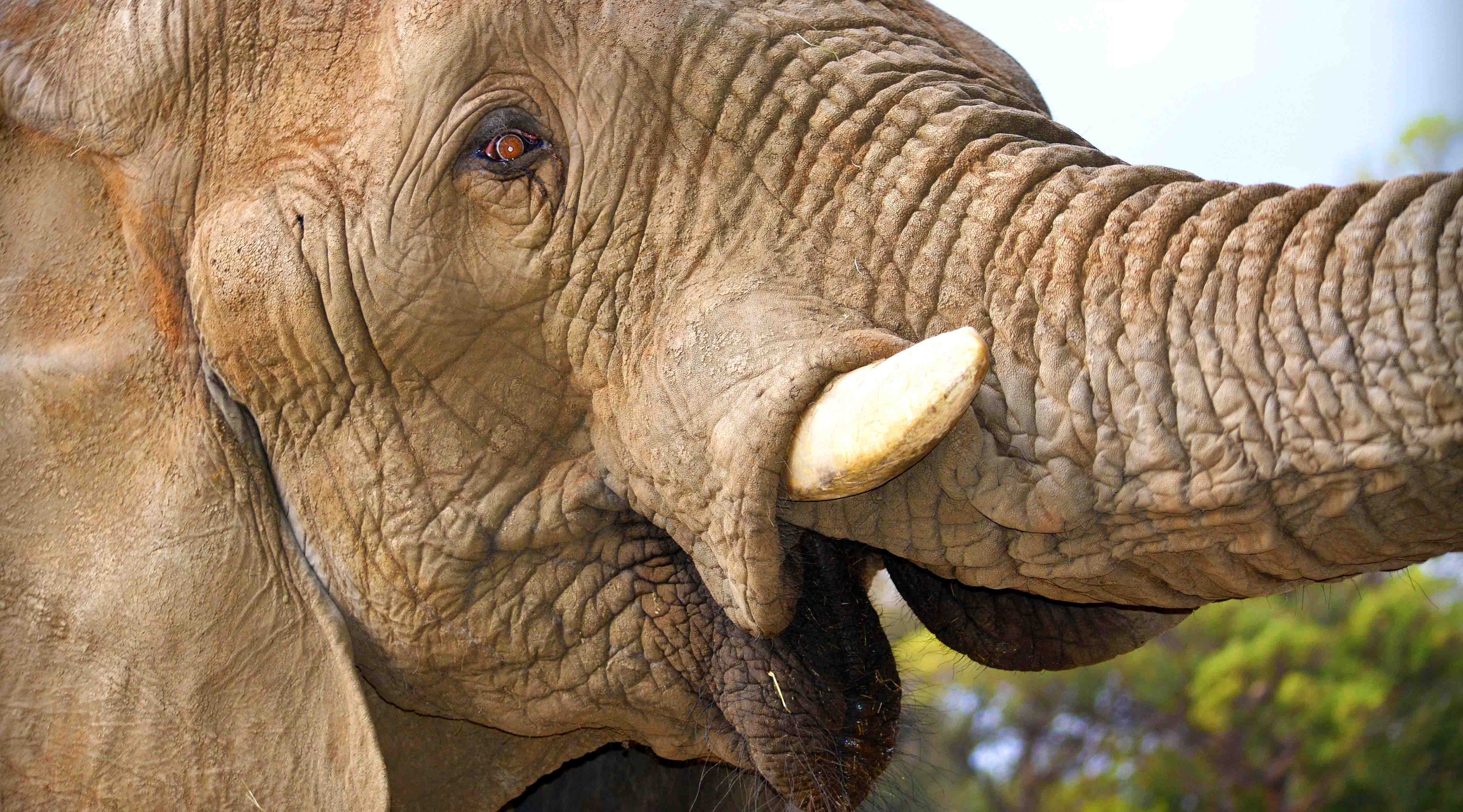 Horror Over Kruger Elephants Being Targeted By Poachers
