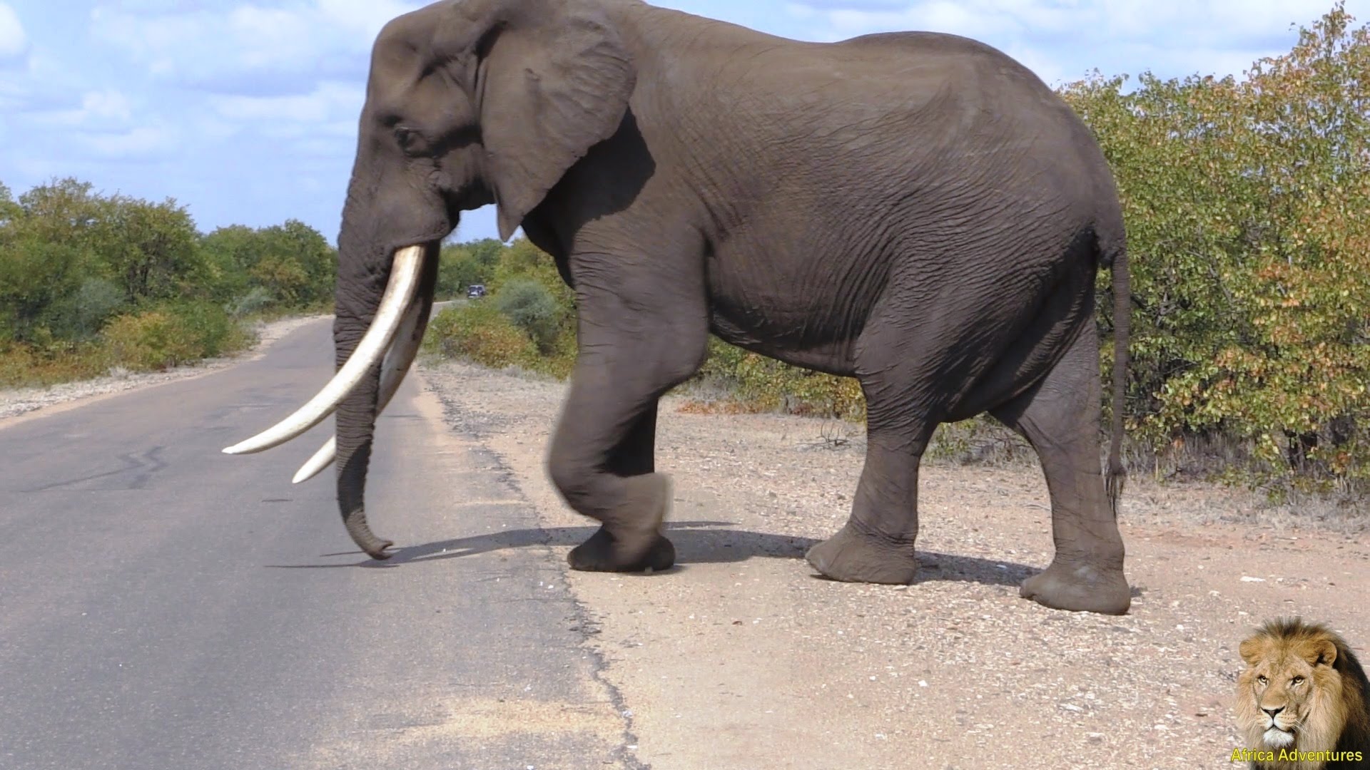 Kruger park elephants photo