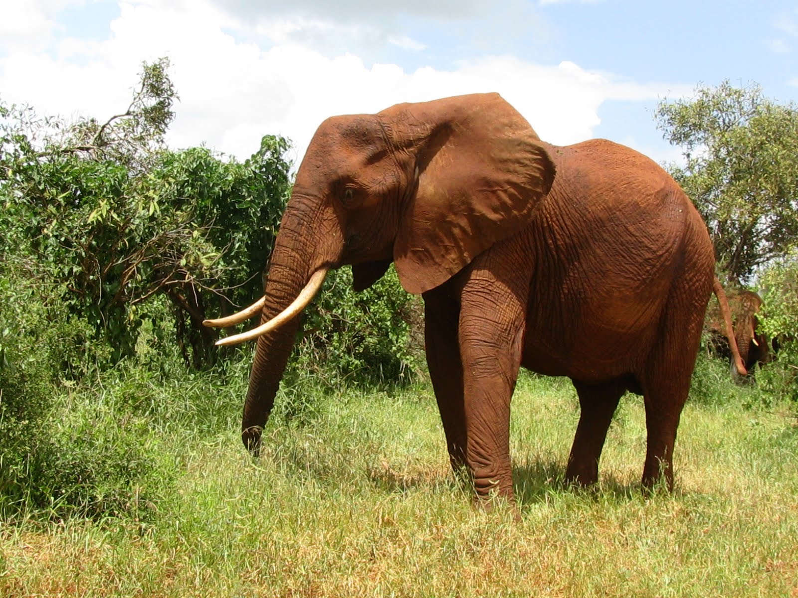 Image - African elephants asian elephants big five big animal safari ...