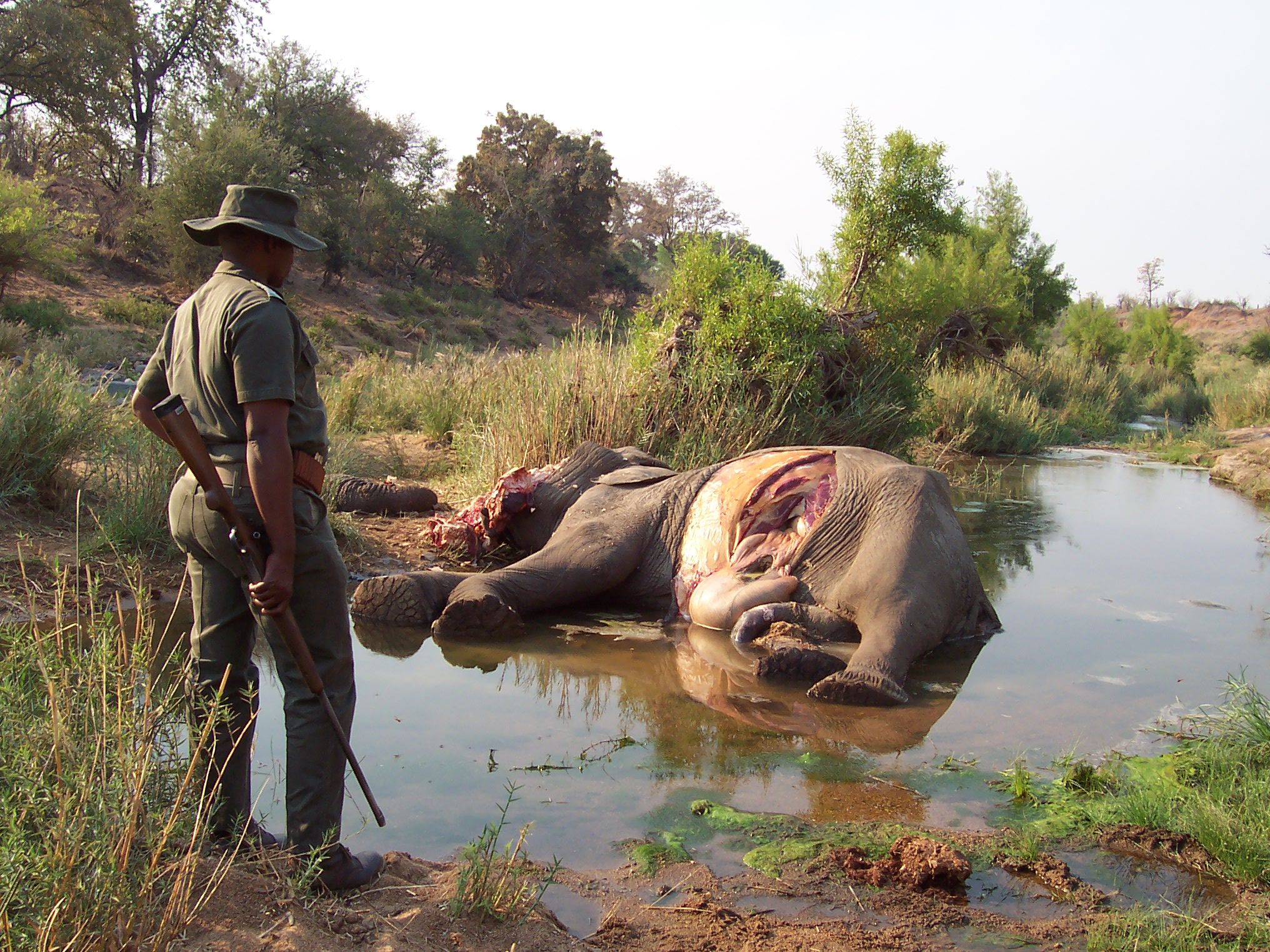 SA man arrested in Moz national park on poaching charge – OSCAP