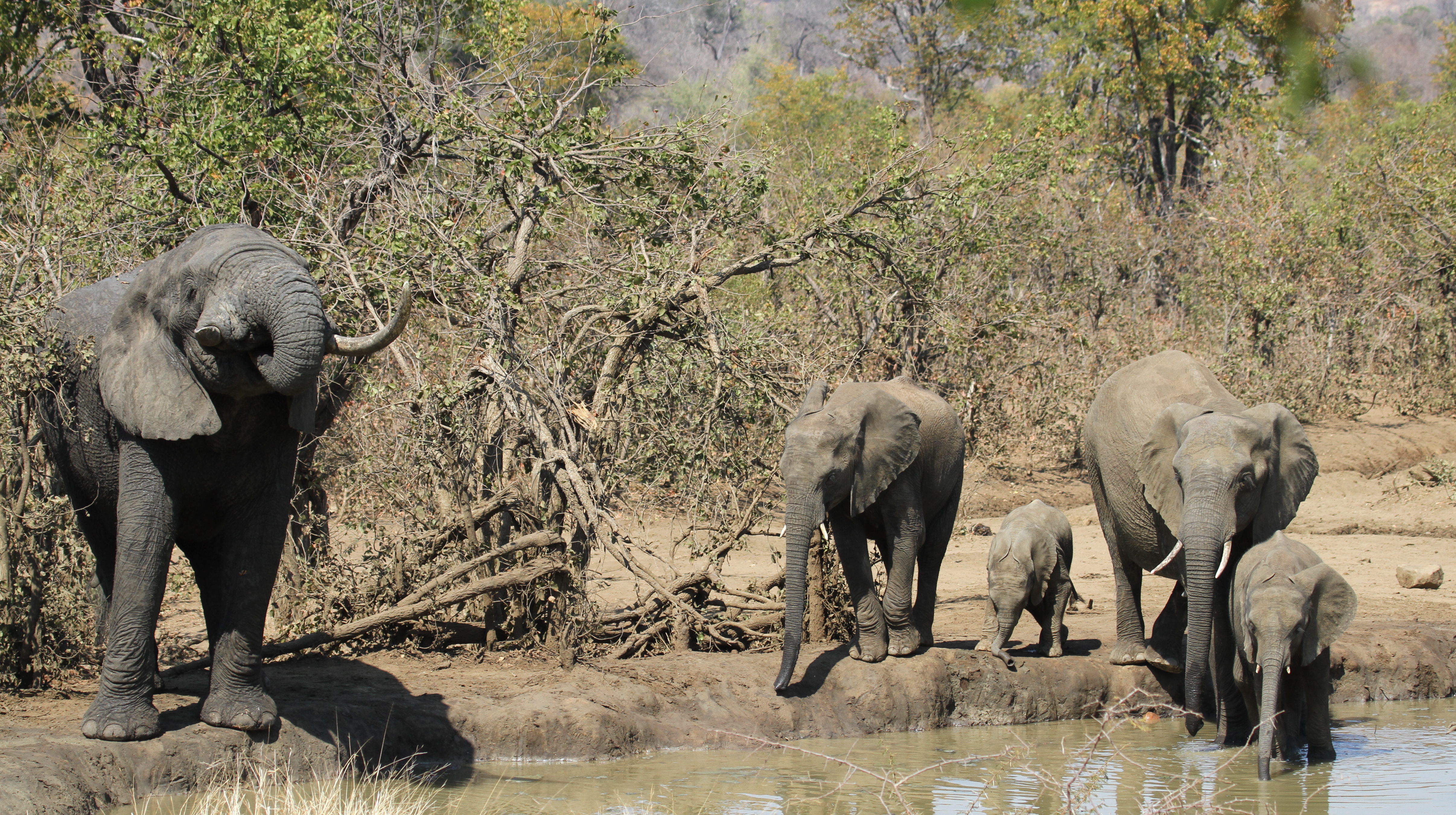 File:African bush elephant, Loxodonta africana at Punda Maria ...