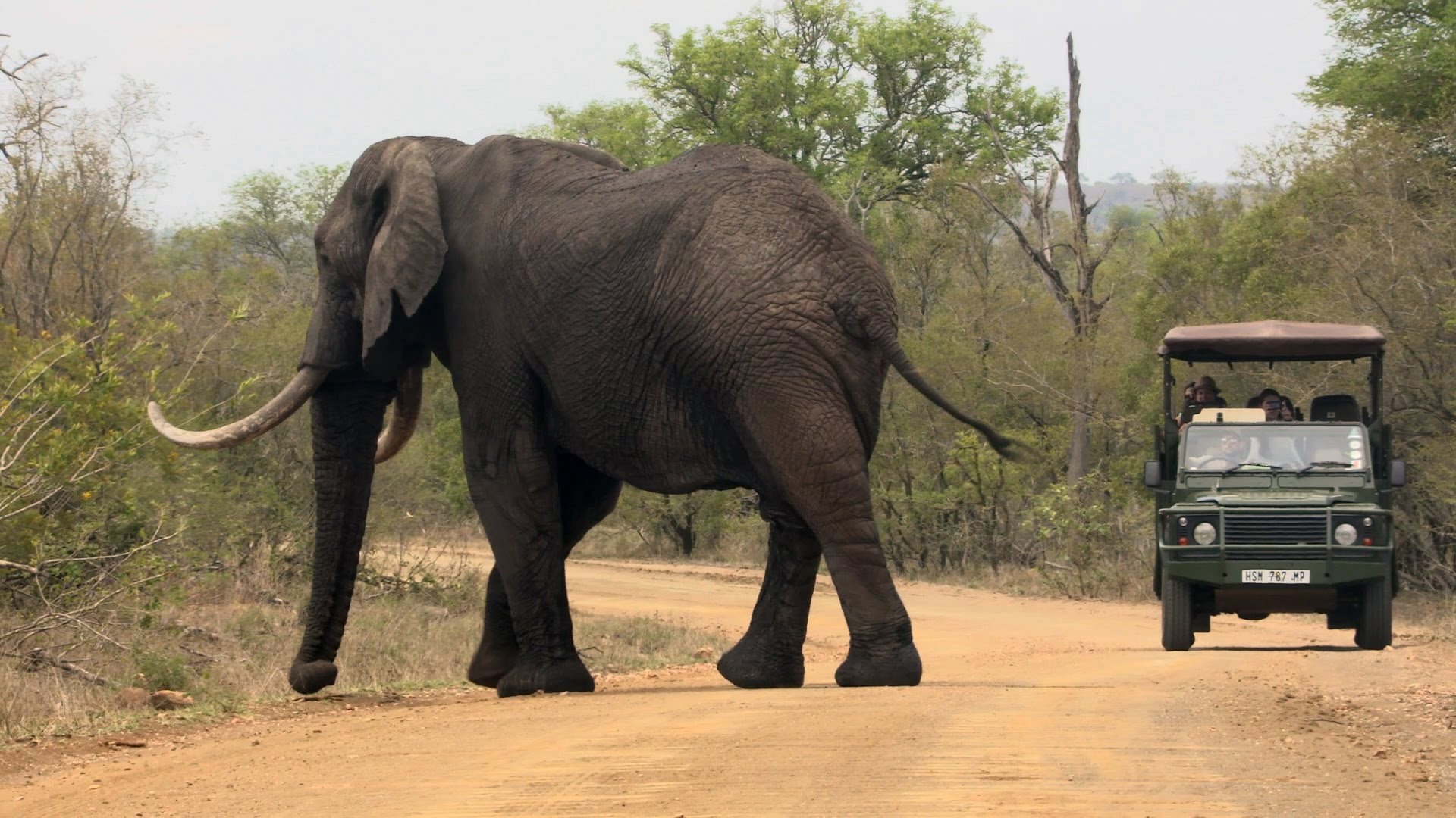Elephant close to Game Drive Vehicle on a Kruger Safari - YouTube