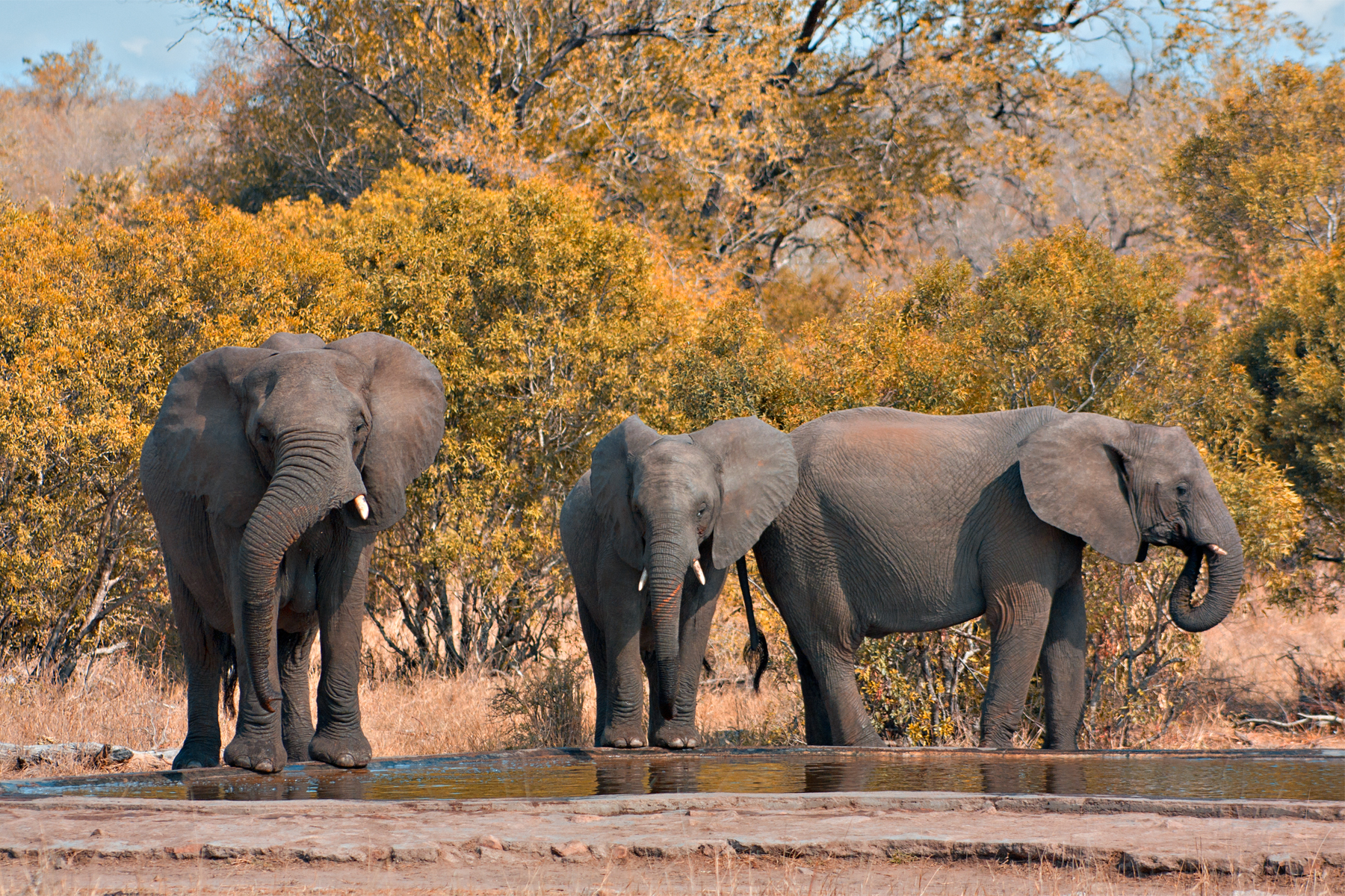 Kruger Park Elephants, Africa, South, Pack, Park, HQ Photo
