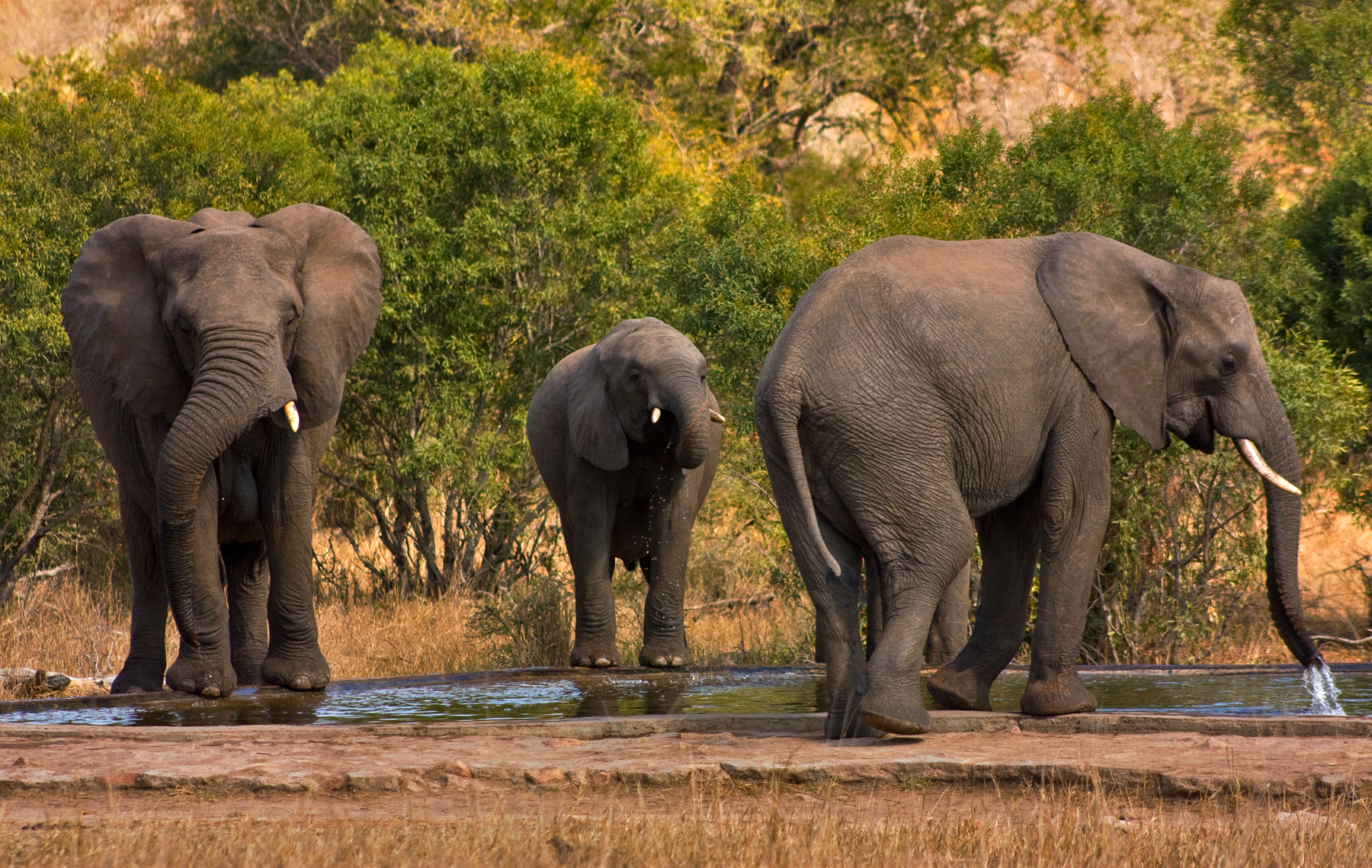 Kruger Park Elephants, Africa, South, Pack, Park, HQ Photo