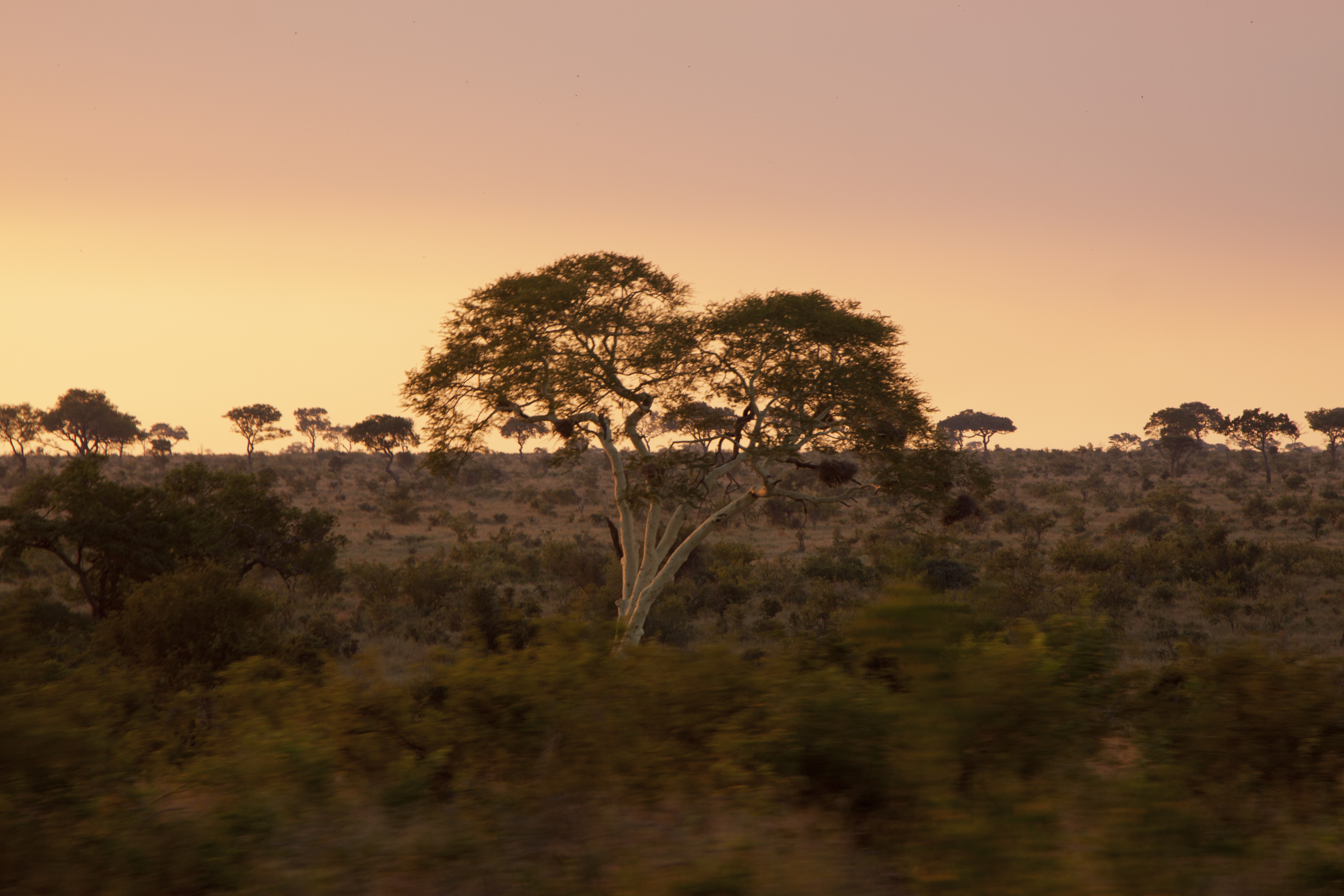Kruger park landscape photo