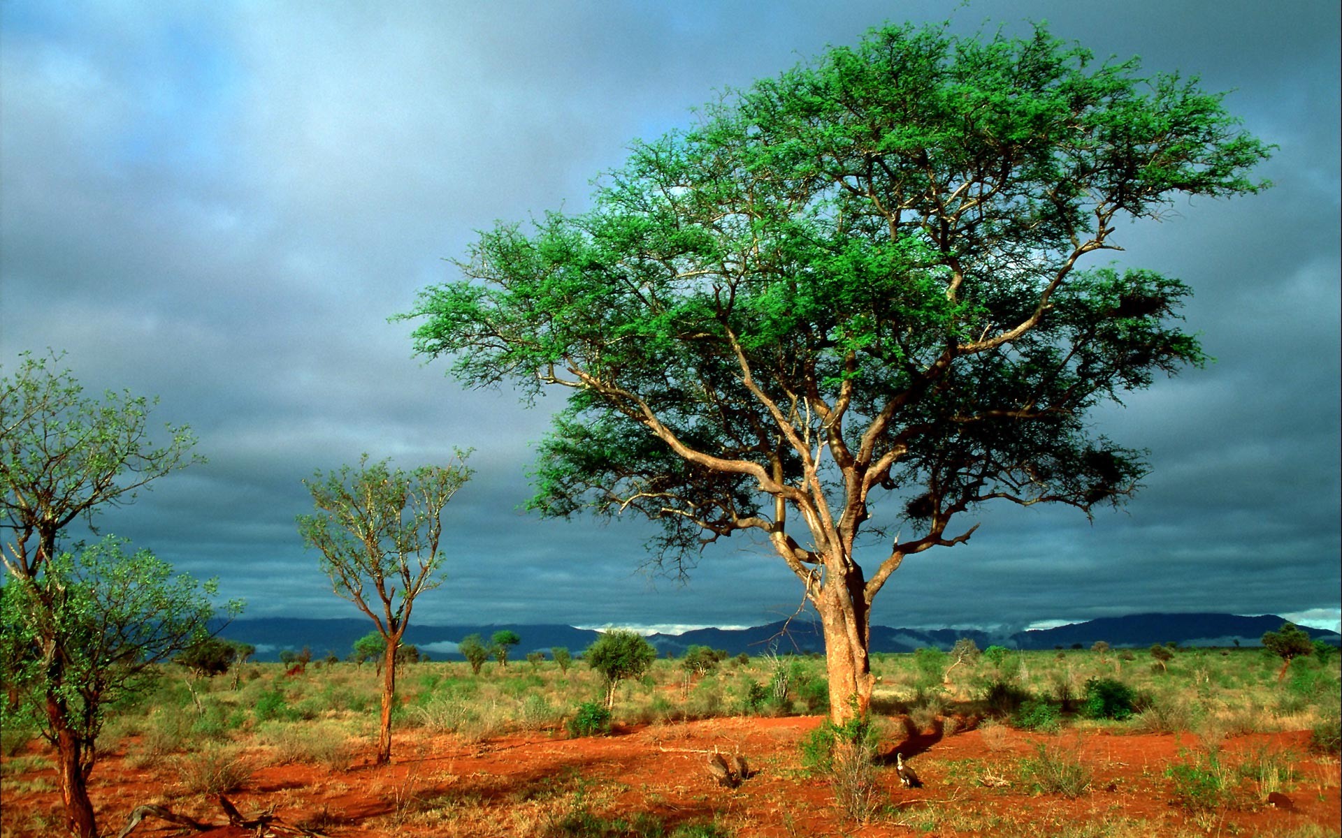 Trees: Kruger National Park Background Nature Vintage for HD 16:9 ...