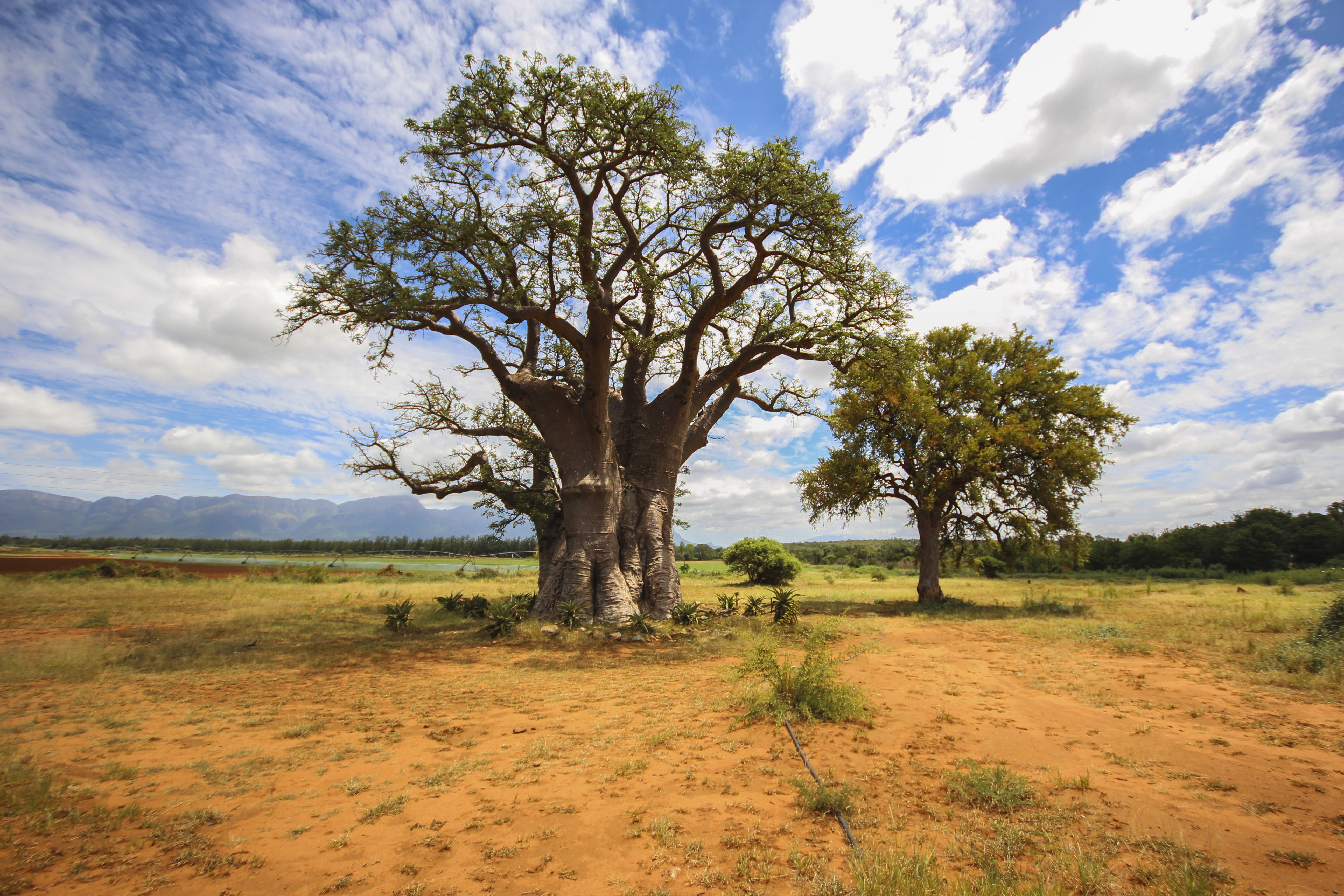 Explore Kruger National Park | Africa Easy