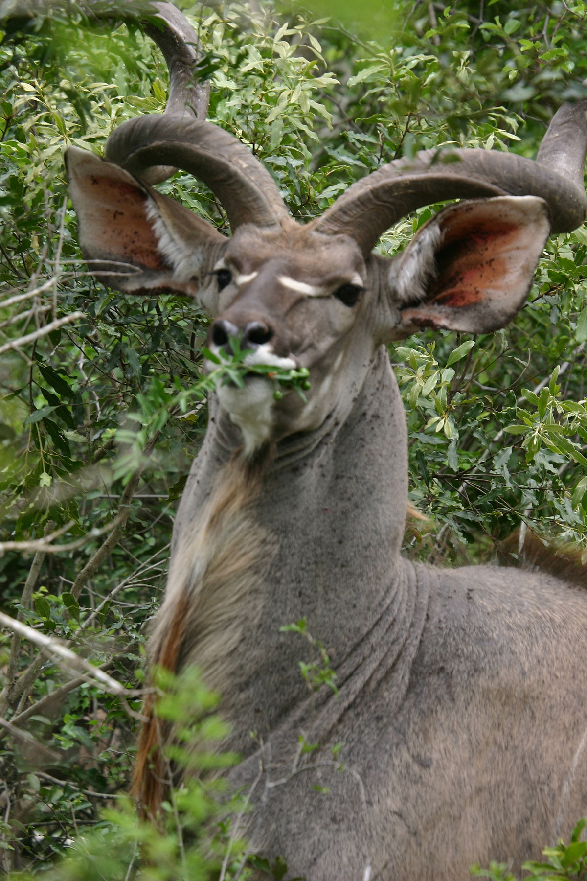 Kudu female photo