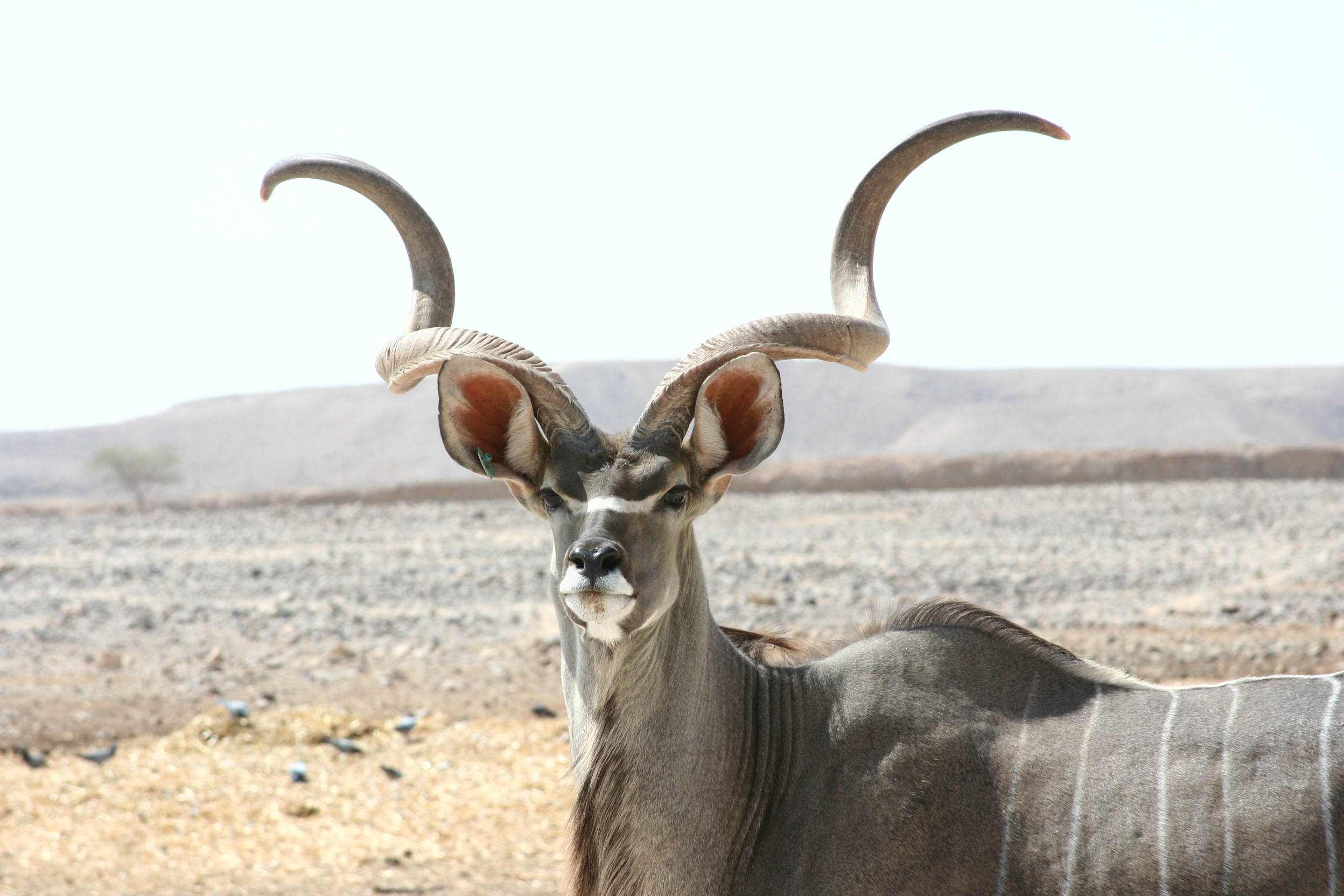 File:Kudu antelope .JPG - Wikimedia Commons
