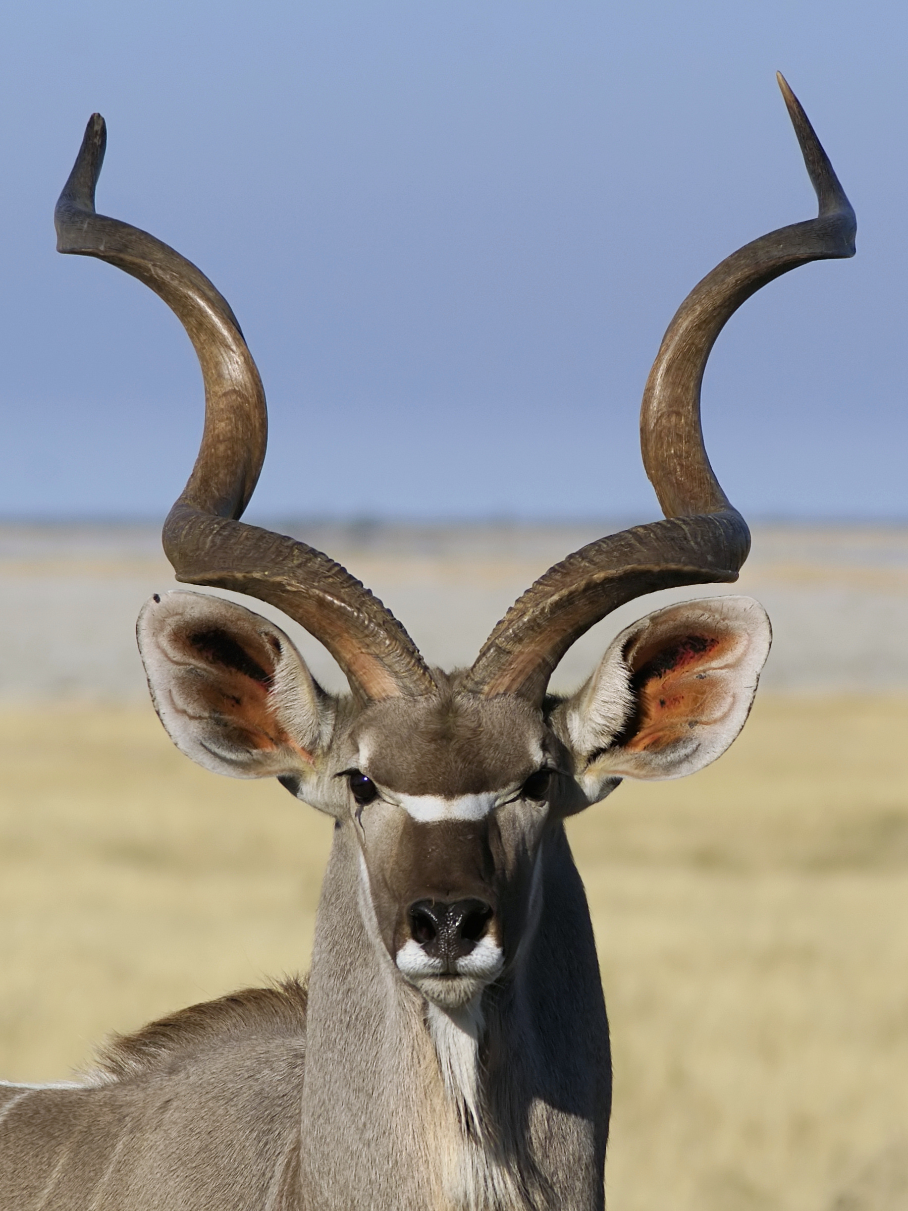 Antelope (Kudu) with butternut squash, feta cheese, rocket and fresh ...