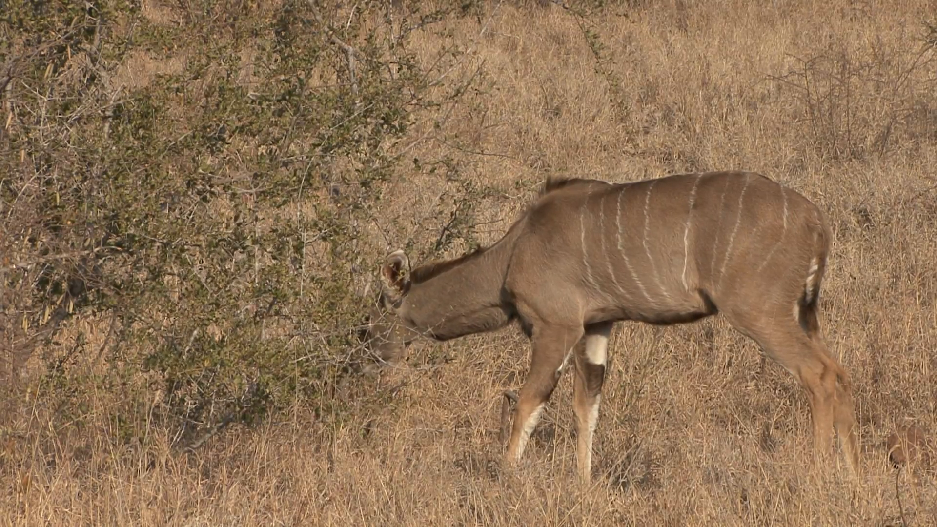 Greater Kudu Female Lone Feeding Winter Browsing Stock Video Footage ...