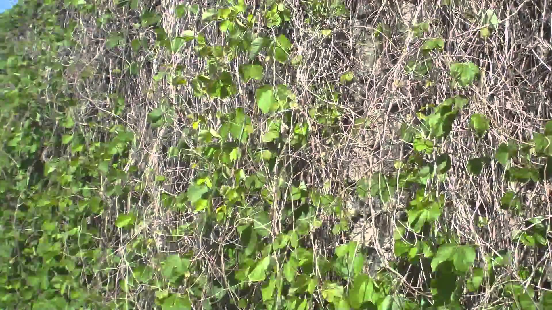 miles powell Giant Kudzu Growing all over.MP4 - YouTube