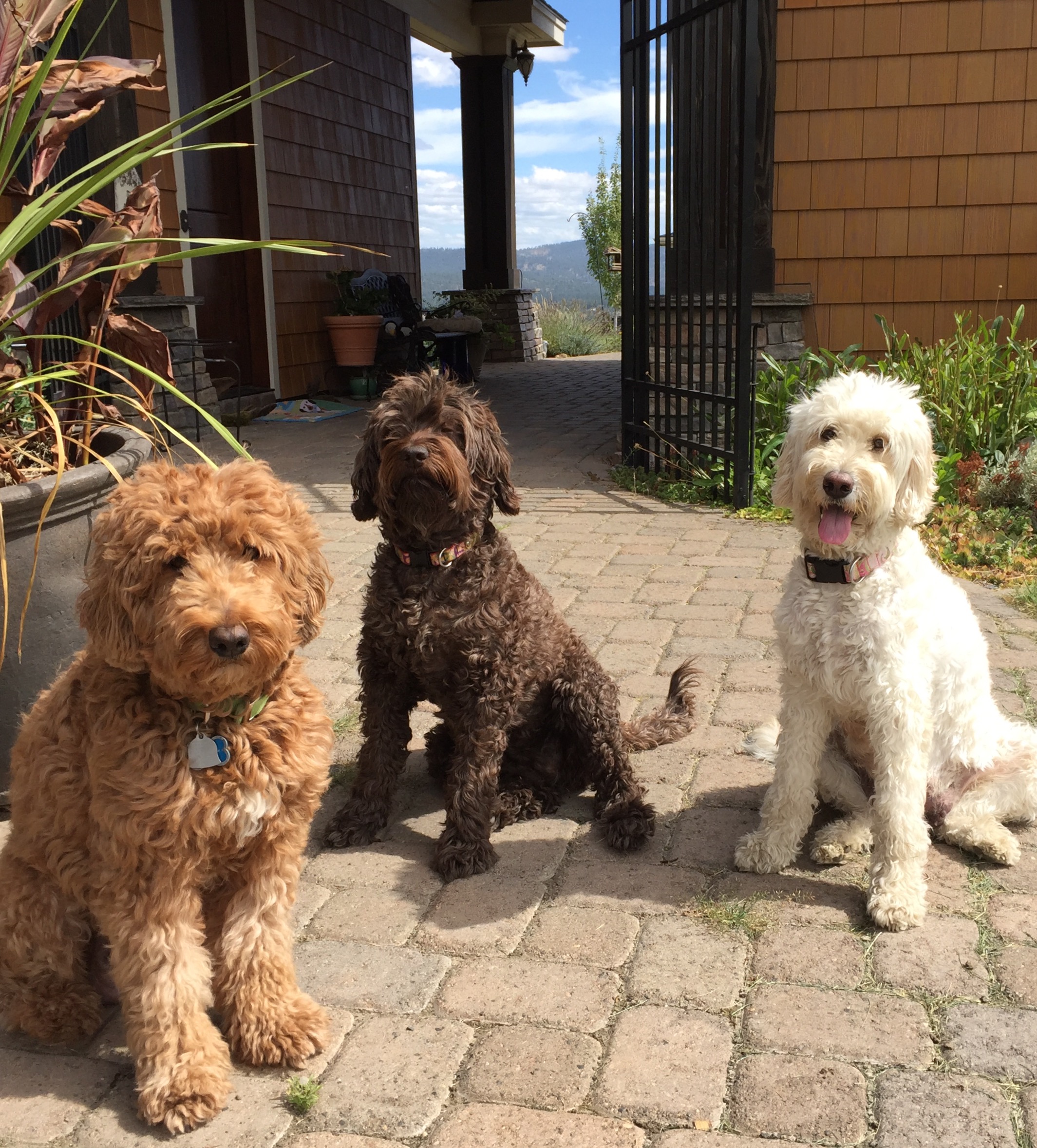 Shedless in Seattle Labradoodles | Family Breeder of Australian and ...
