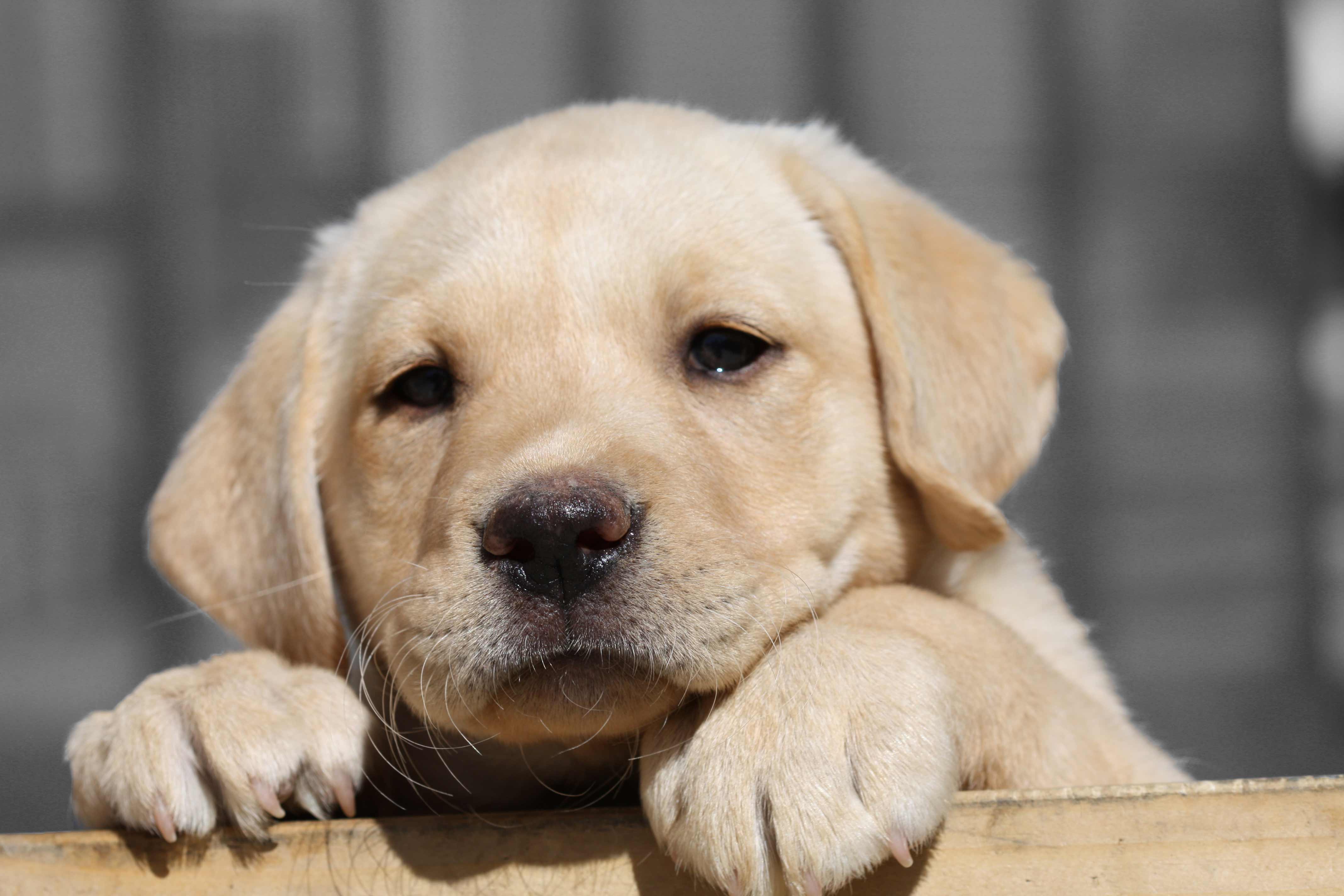 Average Lifespan Of Labrador Retriever | 1001doggy.com