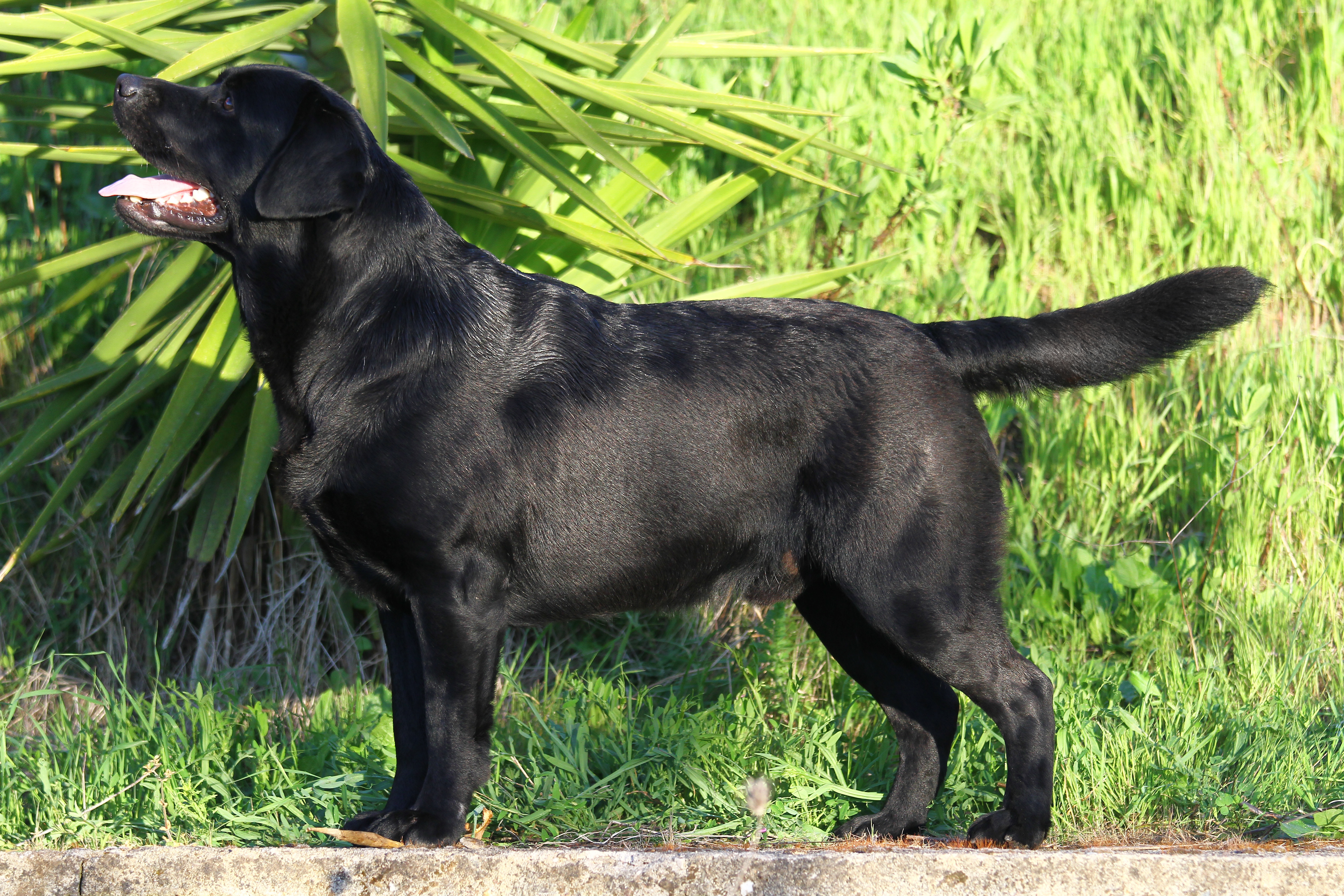 File:Black labrador retriever.jpg - Wikimedia Commons