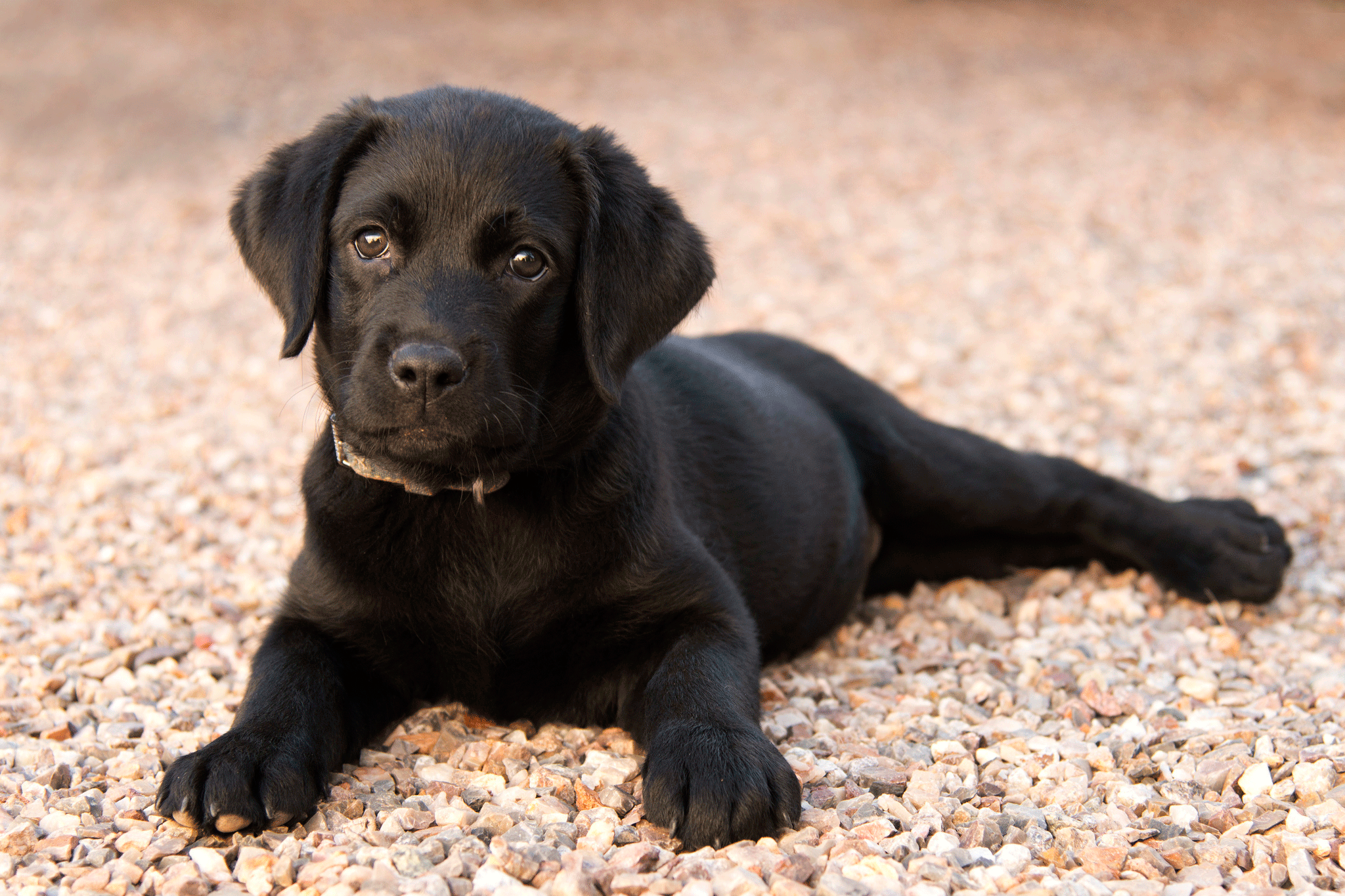 Average-Labrador-Puppy-price-in-India.png