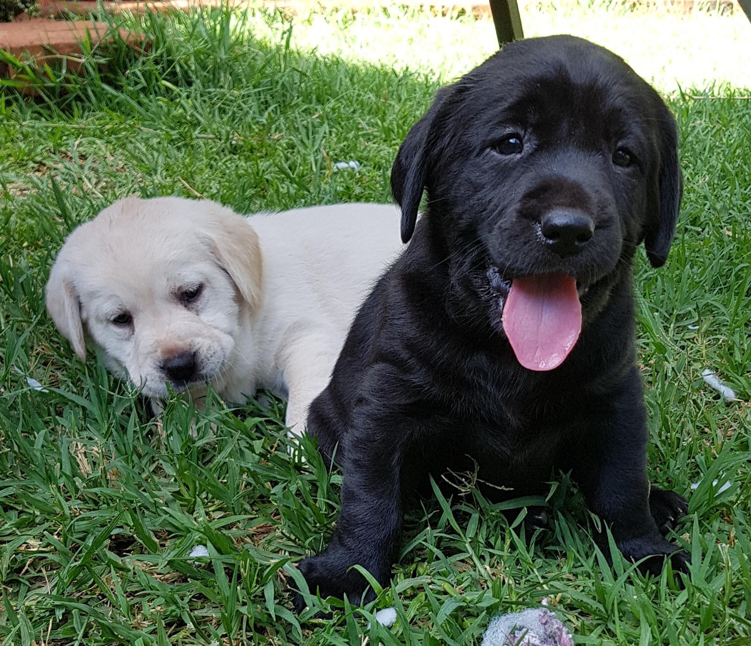 Pedigree Labrador puppies from top bloodlines for sale | Junk Mail
