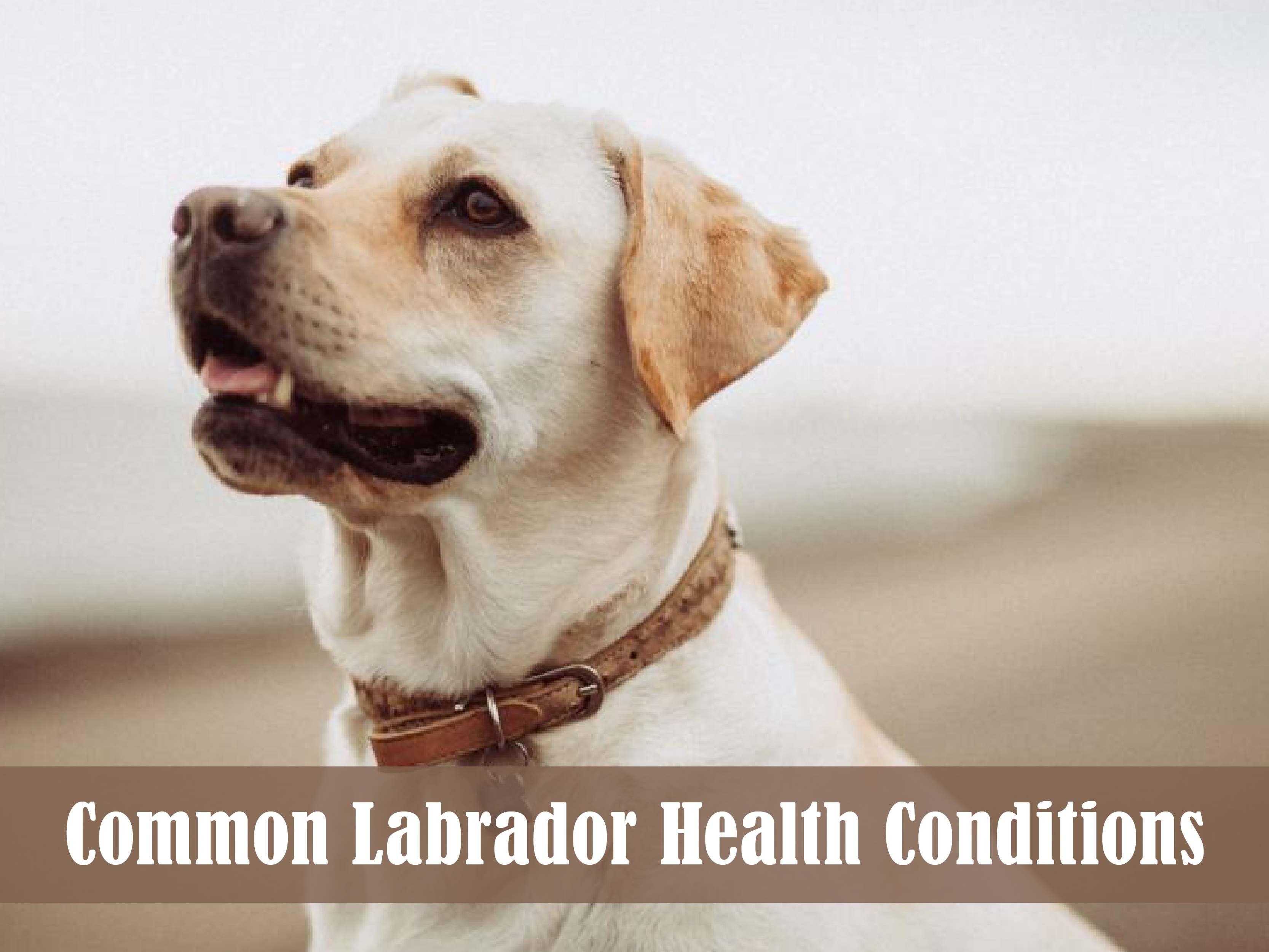 The Most Common Labrador Health Conditions and How to Prevent Them ...