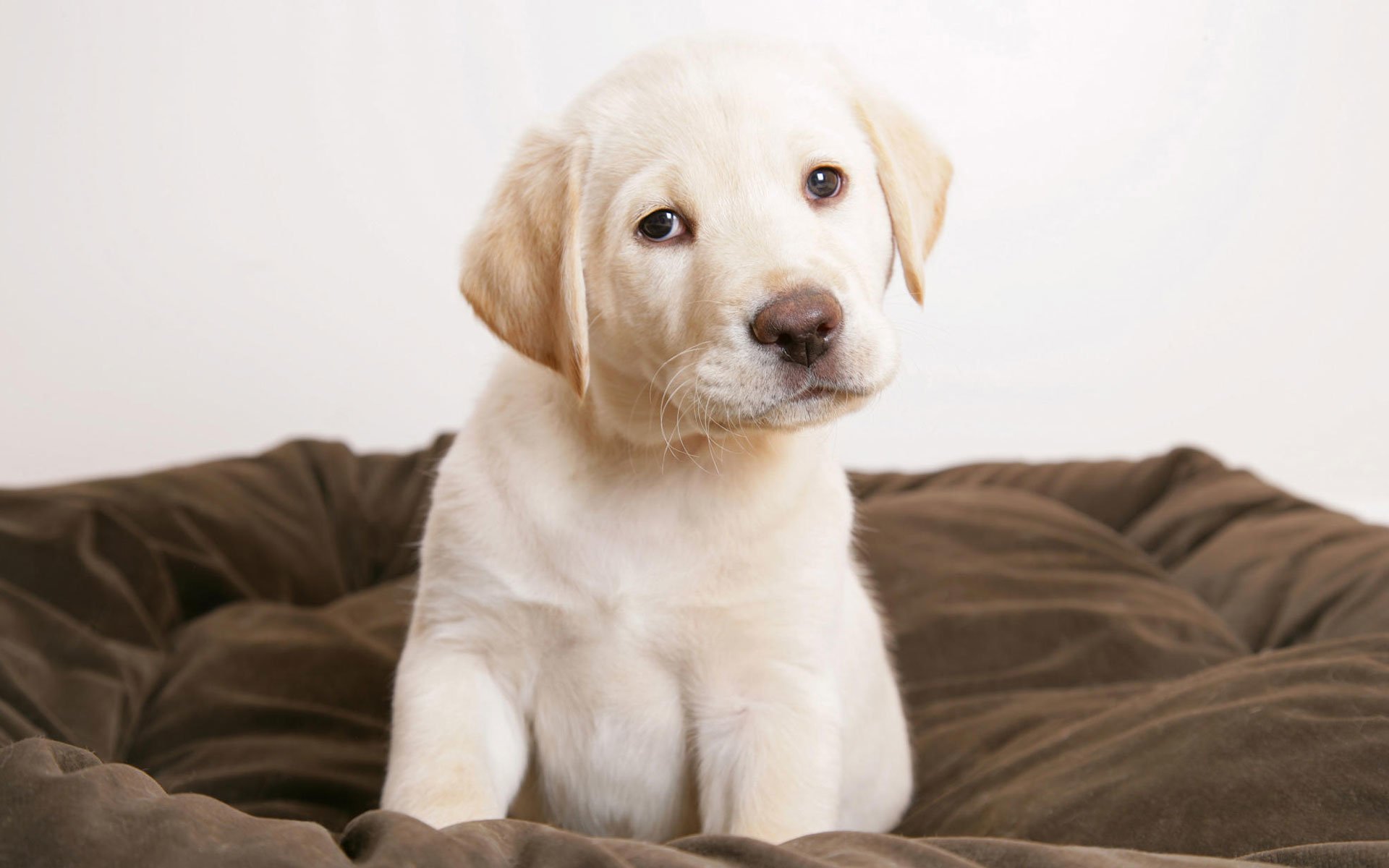 203 Labrador Retriever HD Wallpapers | Background Images - Wallpaper ...
