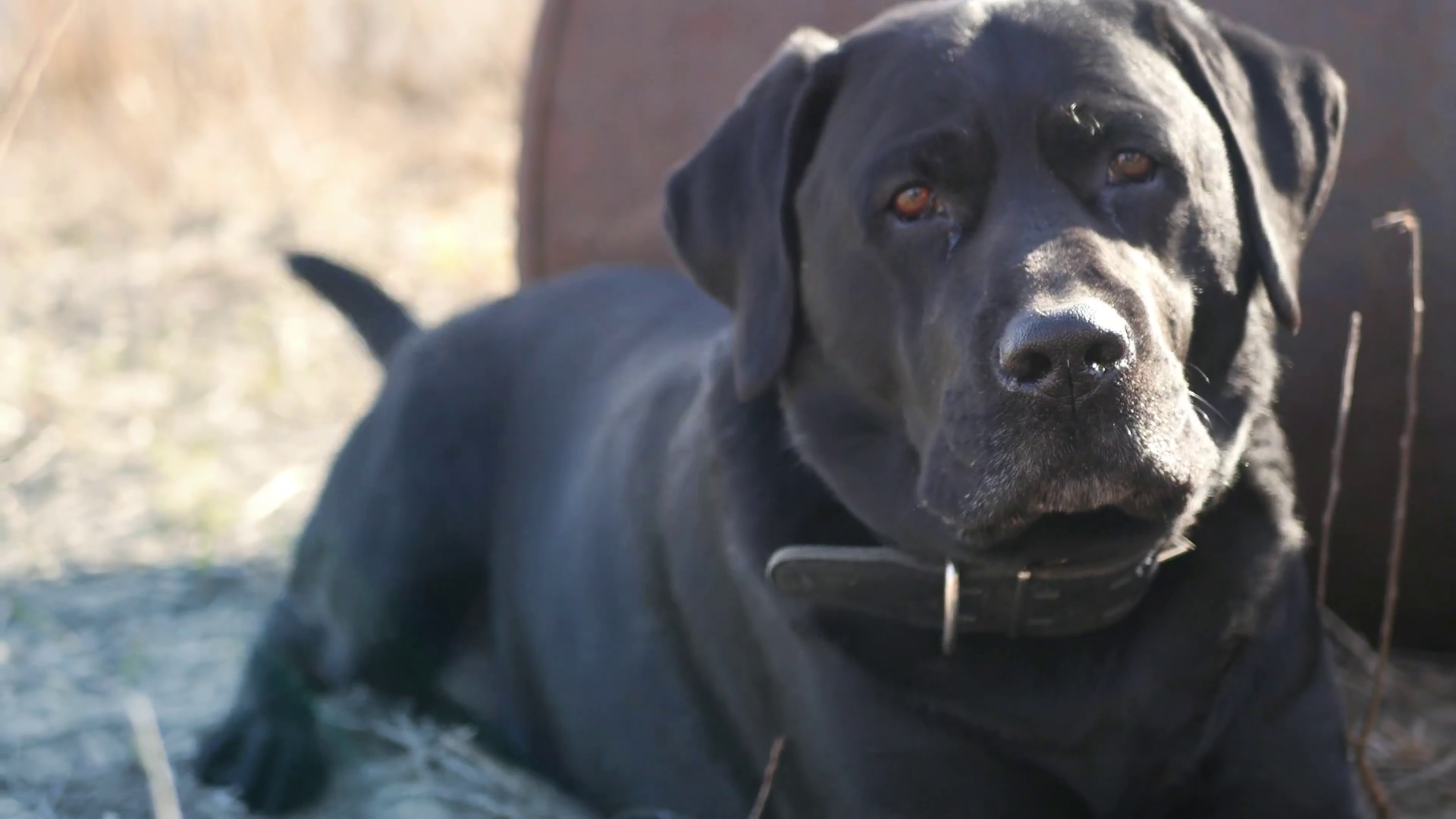 A kind black adult labrador resting in the sun, looking around ...