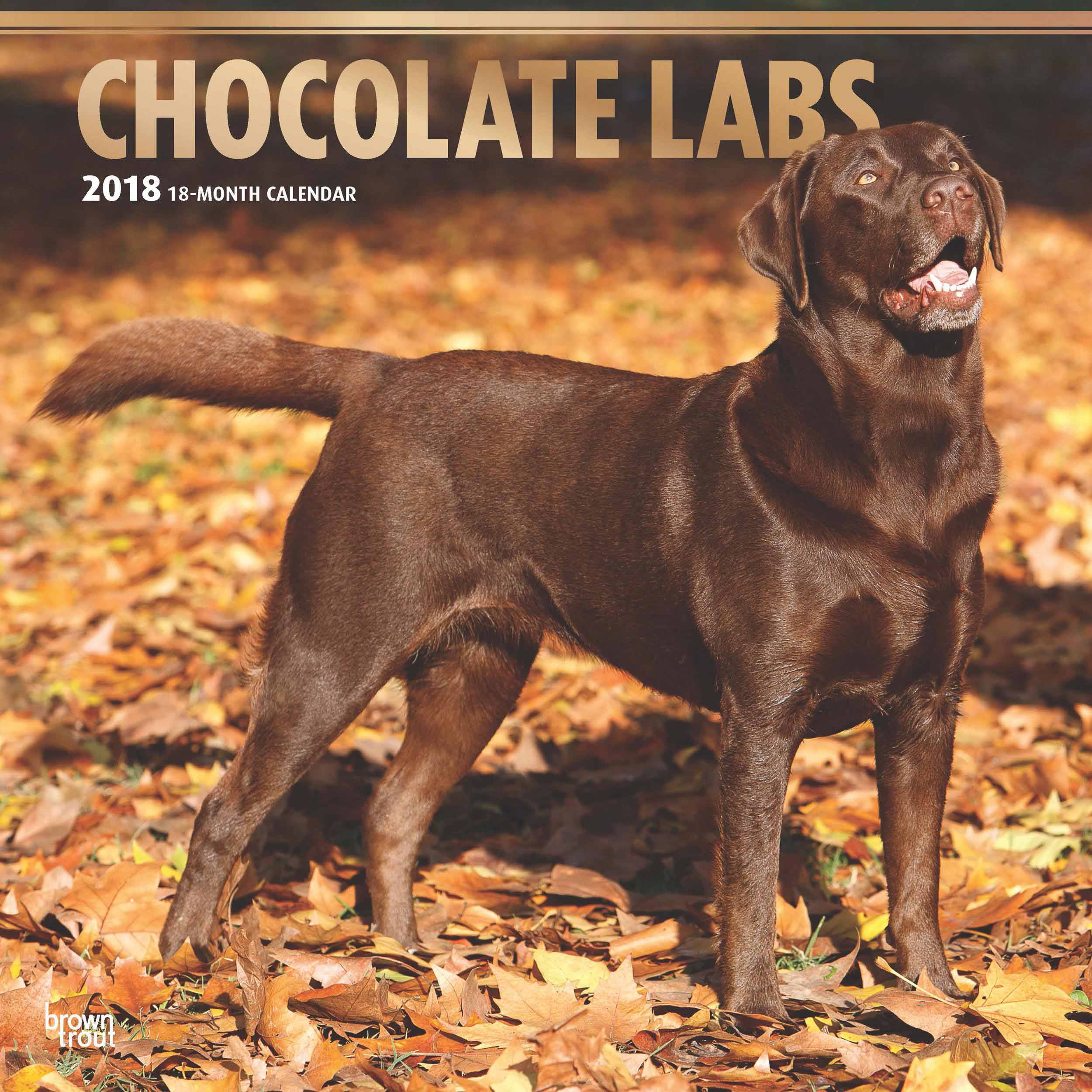Chocolate Labrador Retriever Calendar 2018 - Calendar Club UK