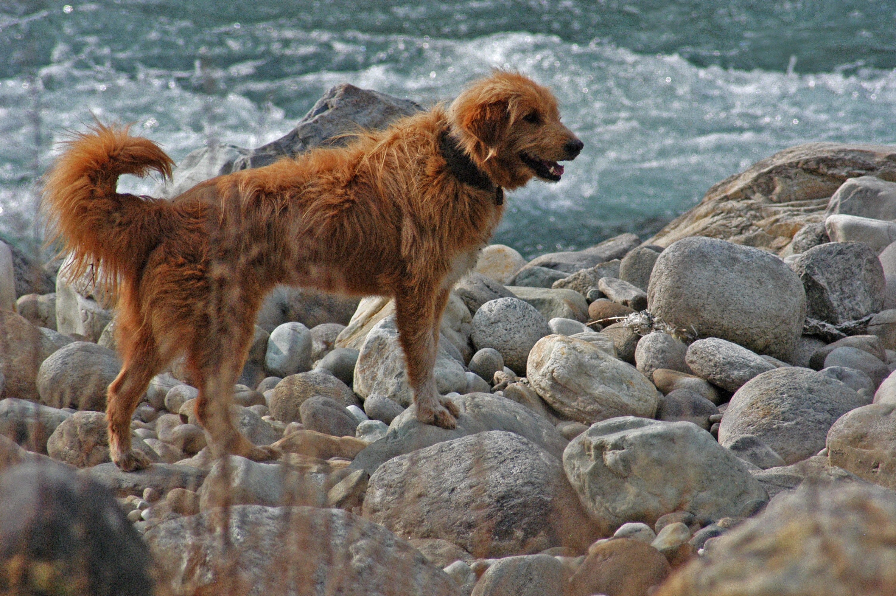 Labrador dog near yhe ocean photo