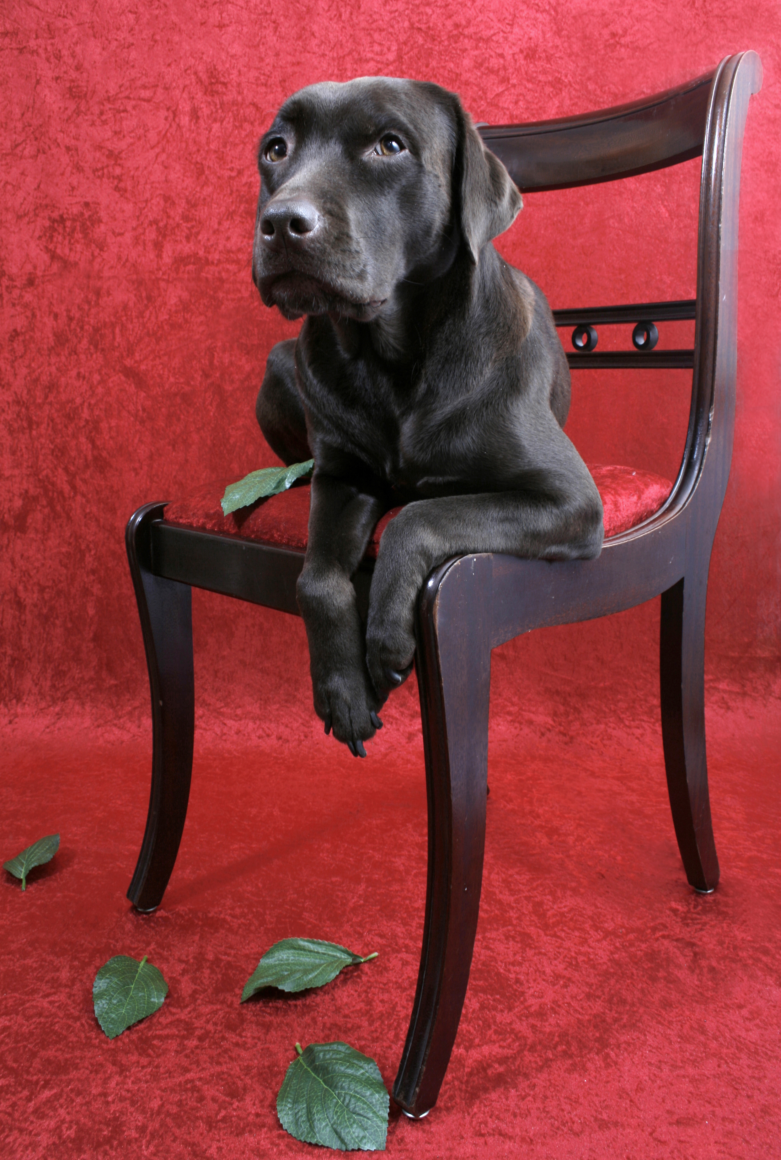 Labrador dog on chair photo