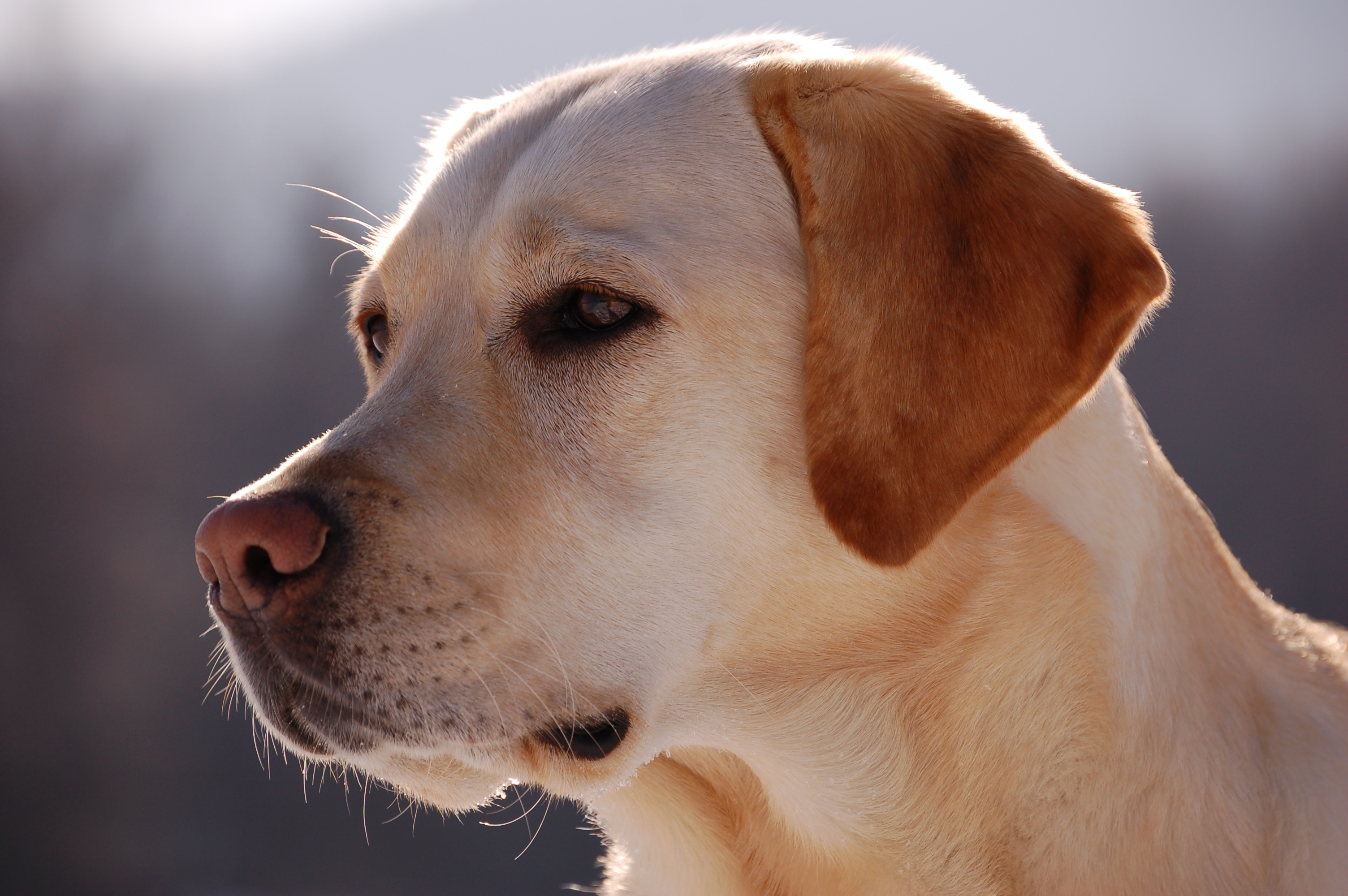 Labrador dog portrait photo