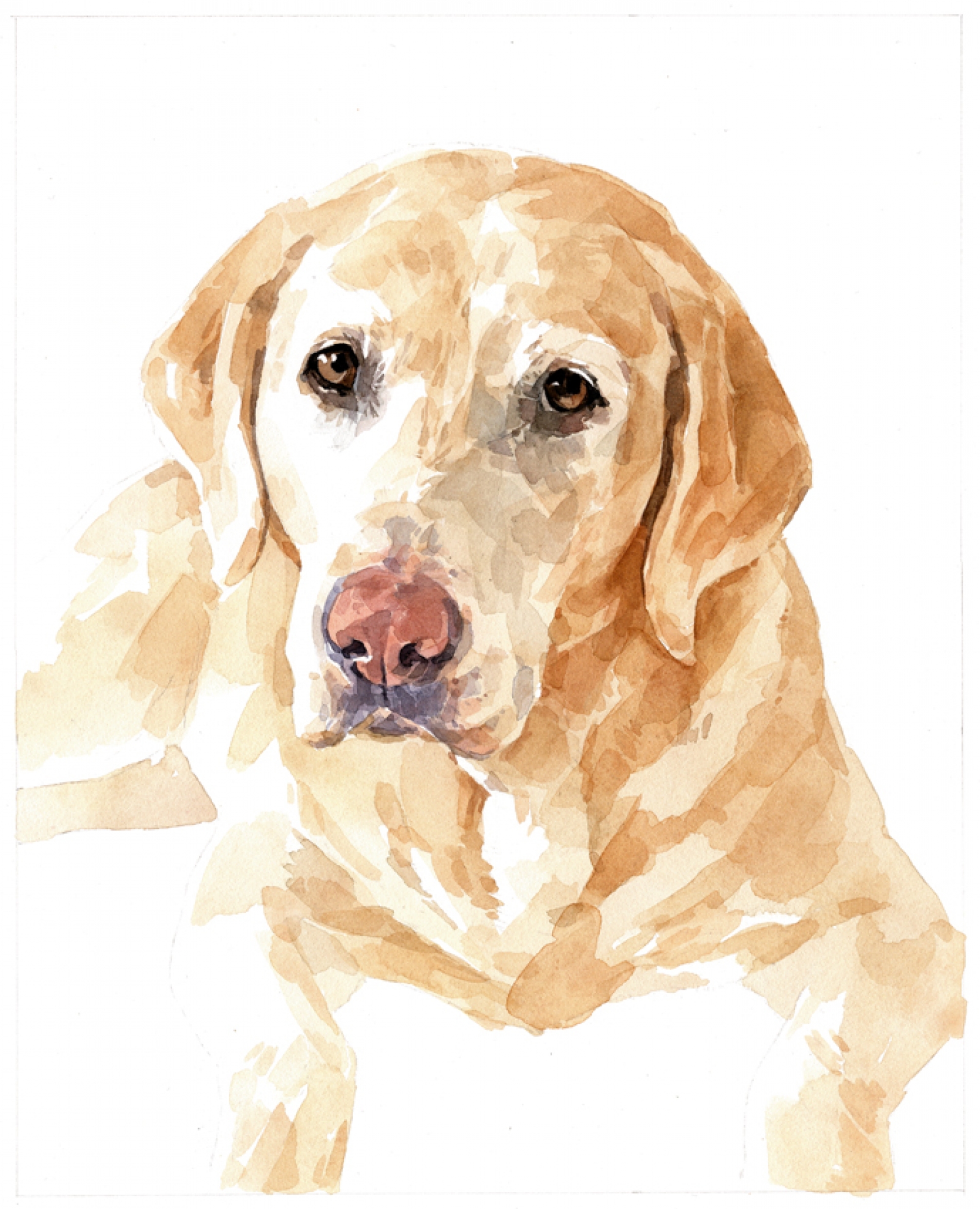 8x10 Dog Watercolor Portrait - plain background | david scheirer ...