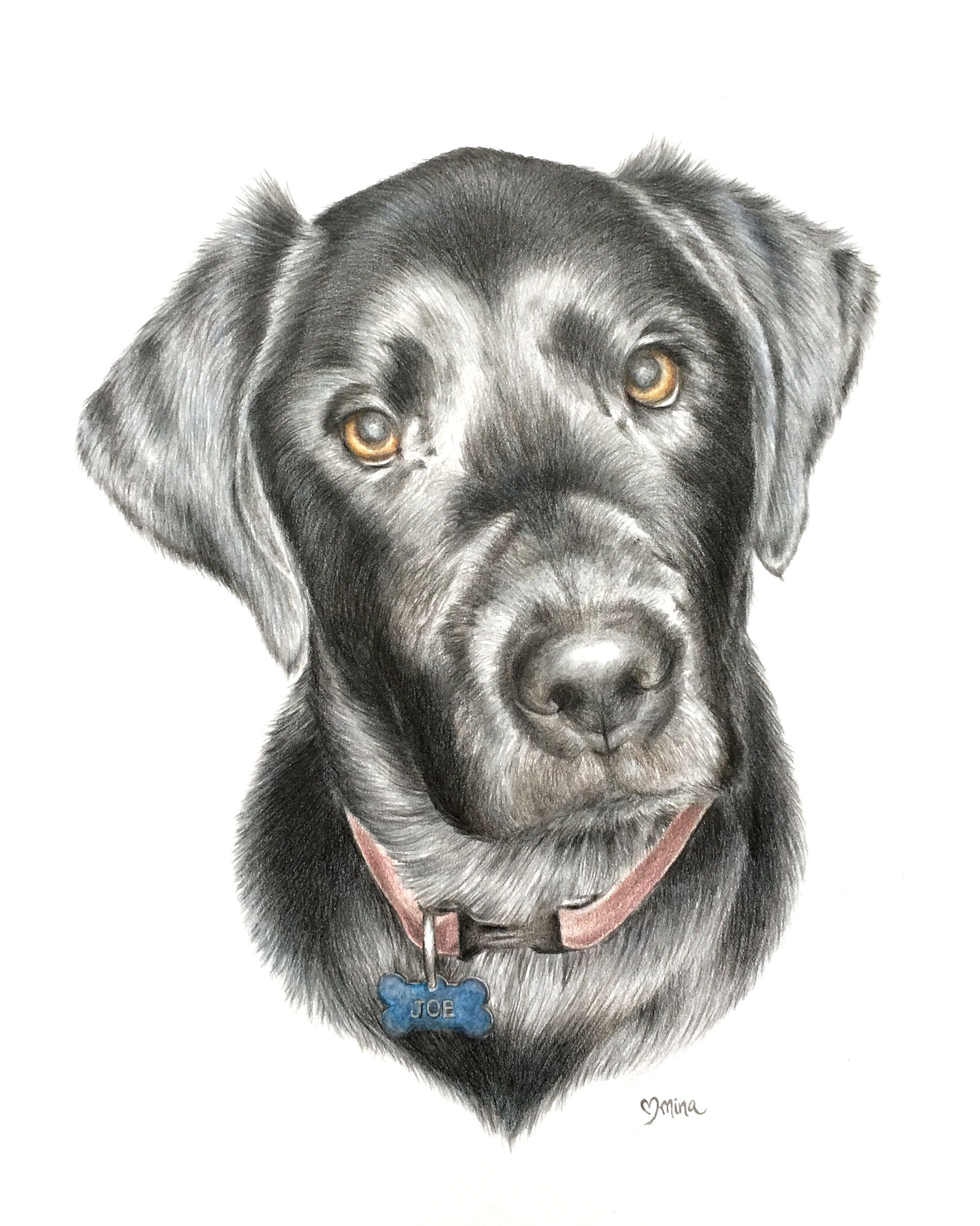 Black Labrador Colored Pencil Pet Portrait by Mina Fordyce 8x10 ...