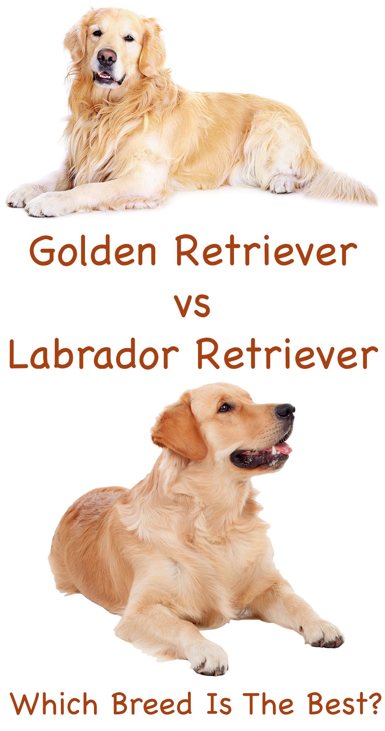 Labrador Retriever vs Golden Retriever - Which Breed Is Best ...