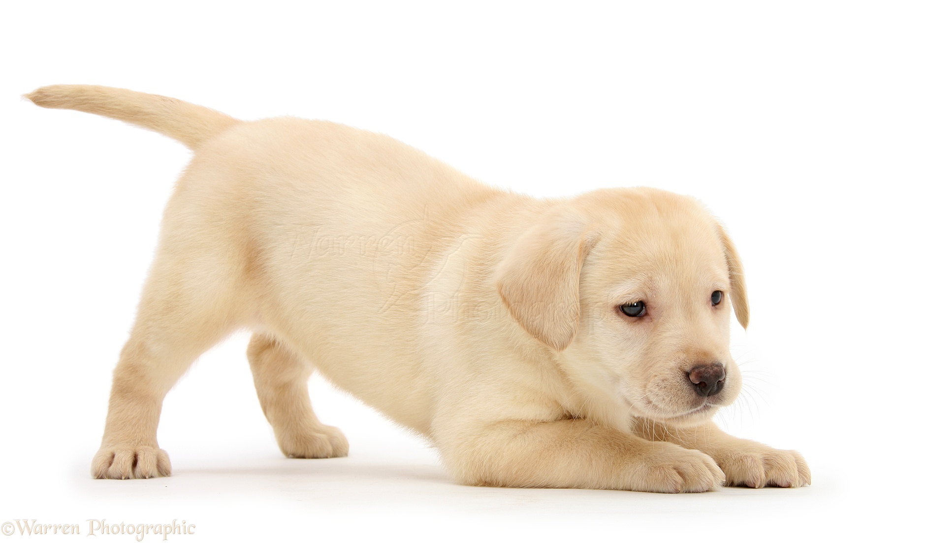 Dog: Yellow Labrador Retriever puppy, in play-bow photo WP23223