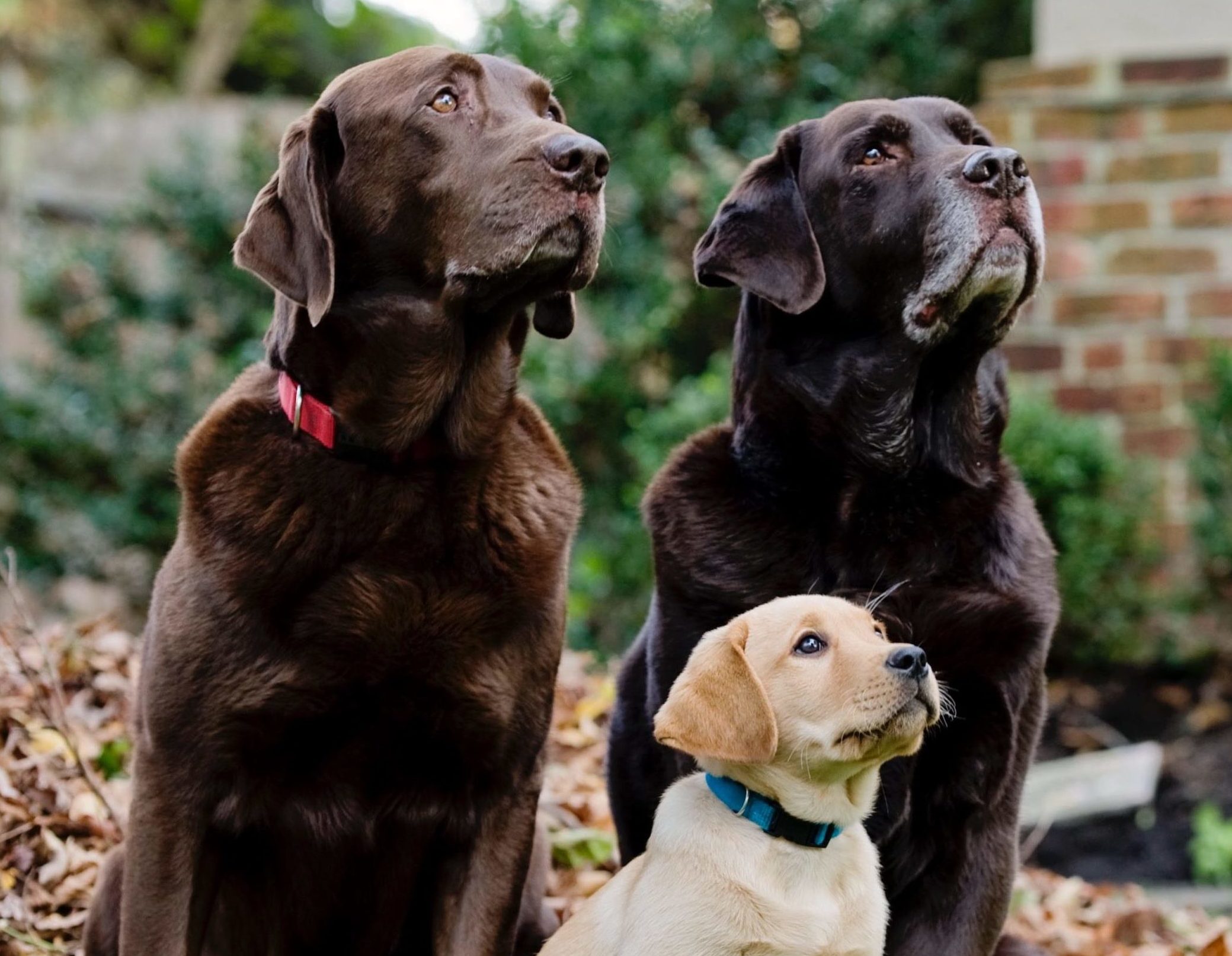 Free photo: Labrador Retriever - Animal, Dog, Friend - Free Download ...