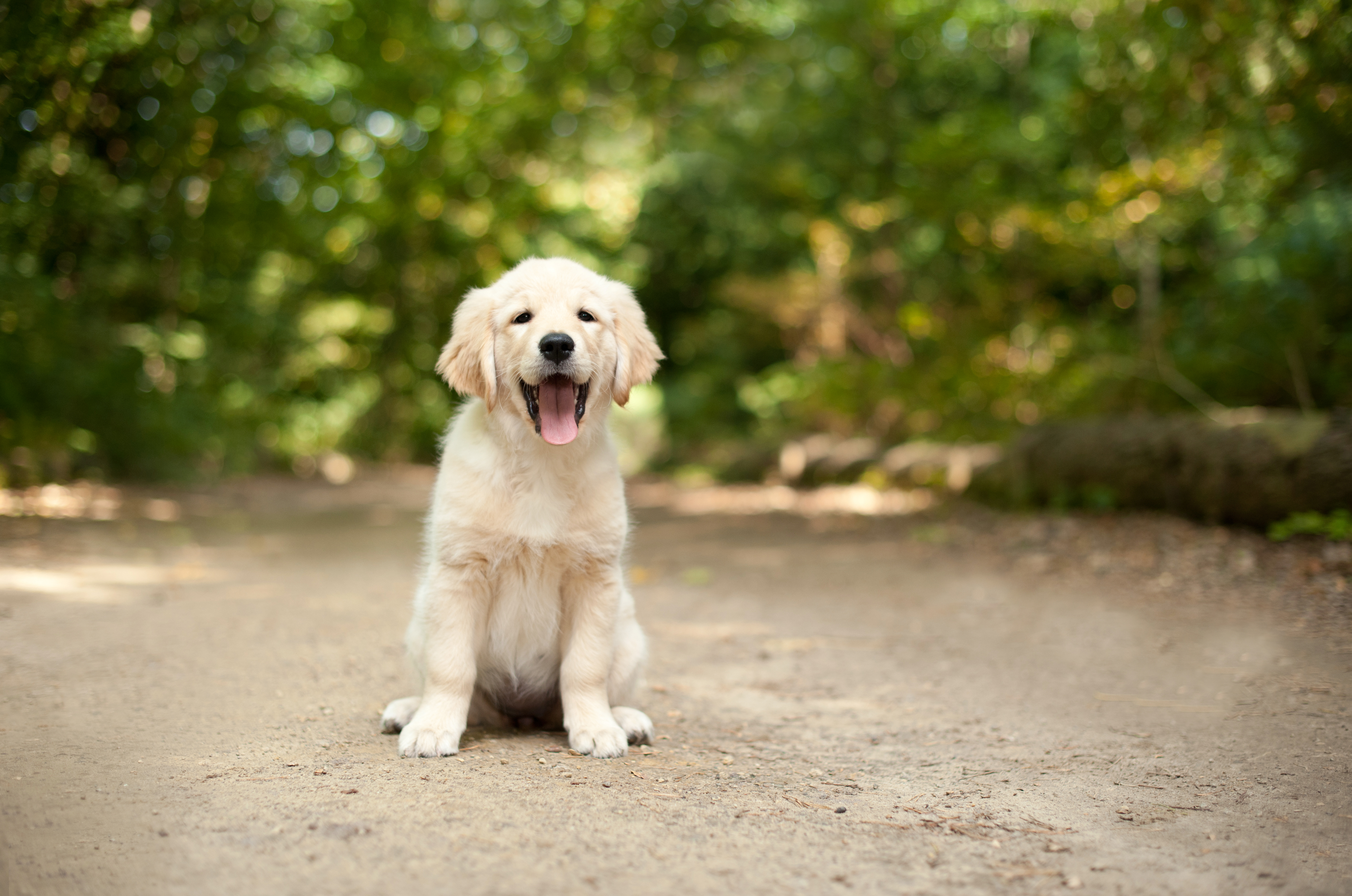 Labrador Retrievers Most Popular Dog in America in 2015 | Time