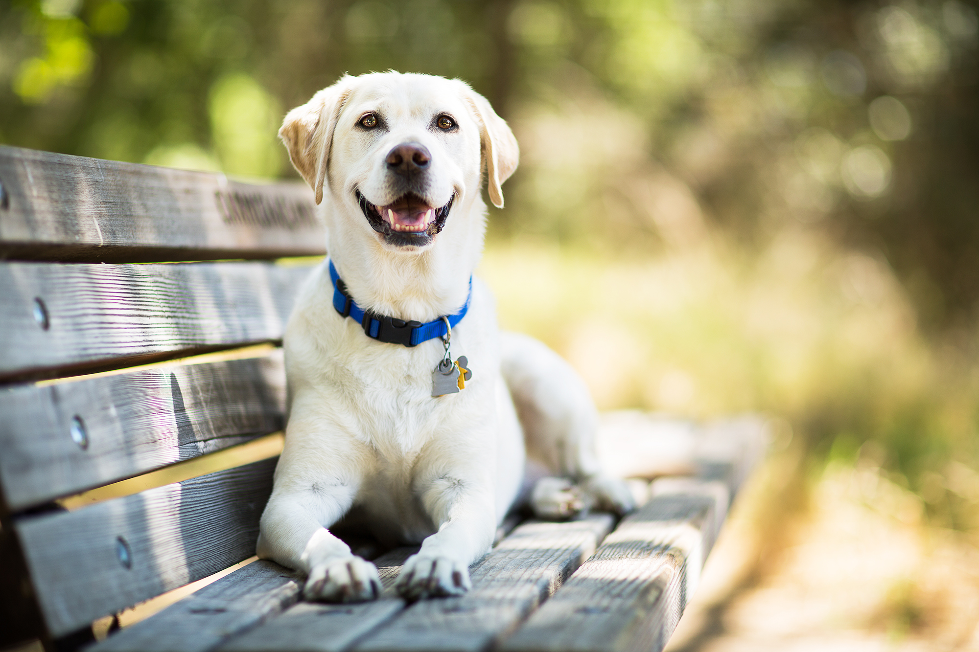 Labrador Retriever Is Most Popular Dog Breed in U.S. Again | Time