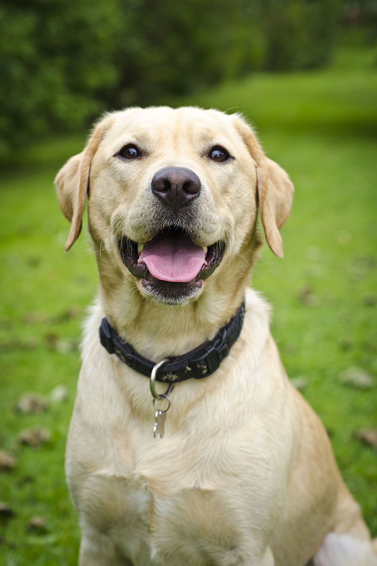 Here's the Difference Between American and English Labrador Retrievers