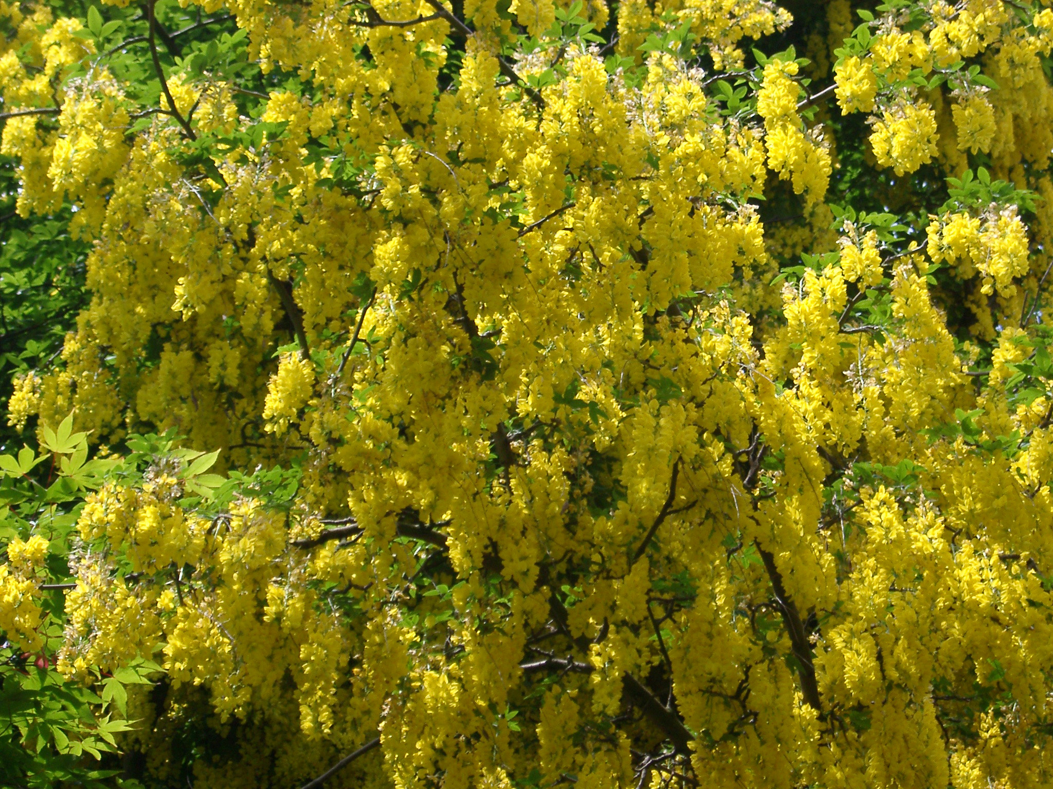 Free Stock photo of Yellow laburnum tree in flower | Photoeverywhere