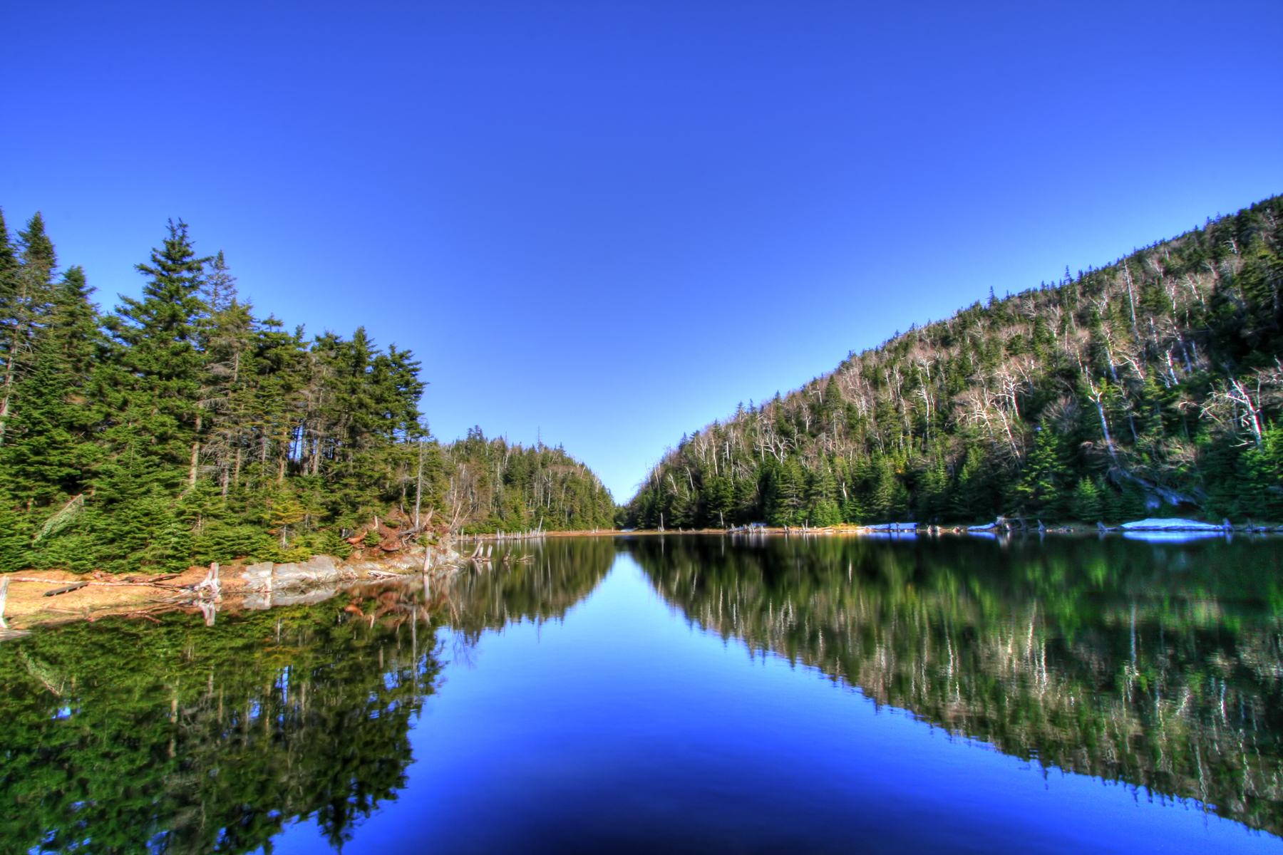 Lac spruce - hdr photo