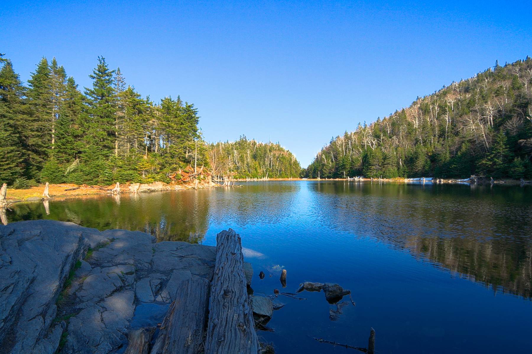 Lac spruce - hdr photo