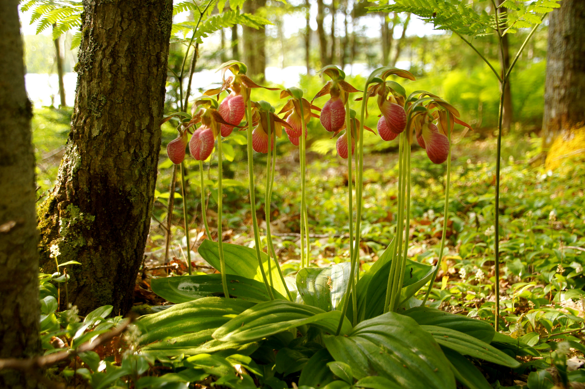 Free photo: Lady Slipper Orchid - Bloom, Blossom, Flower - Free Download -  Jooinn