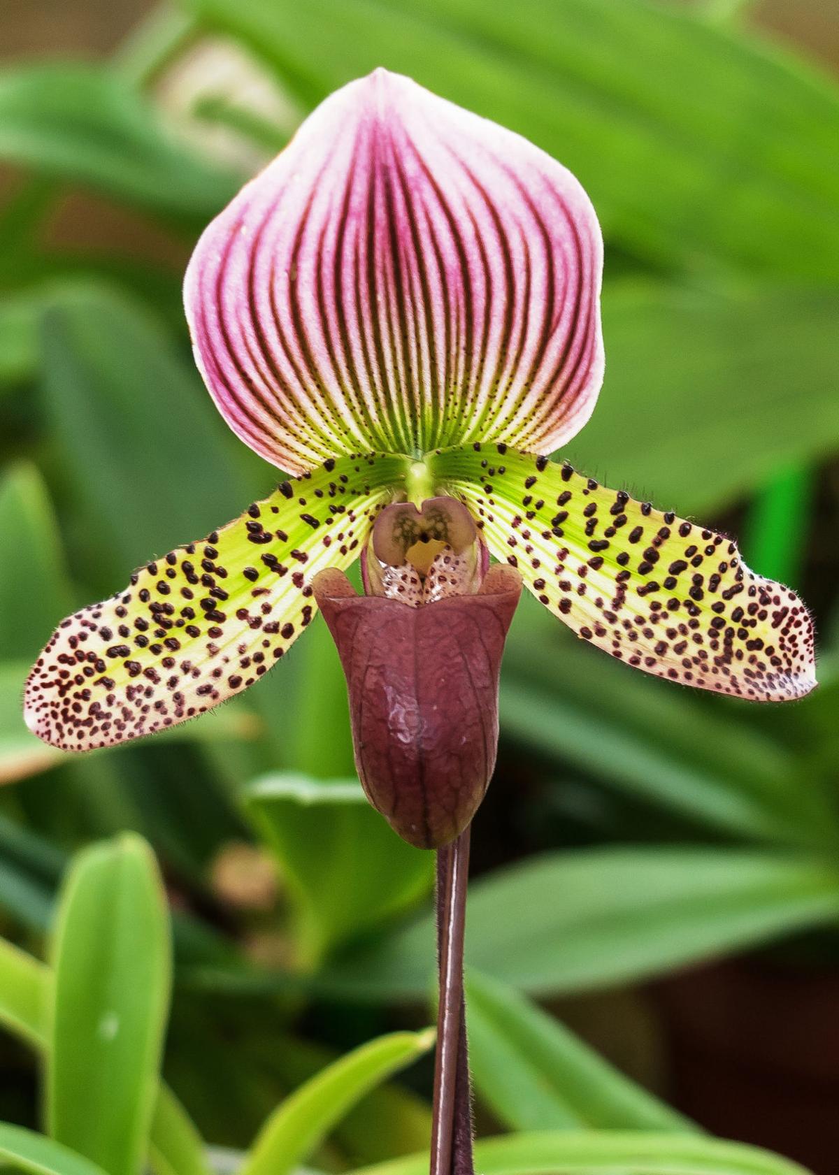 Lady Slipper orchid is a stunner | Home and Garden | herald-review.com