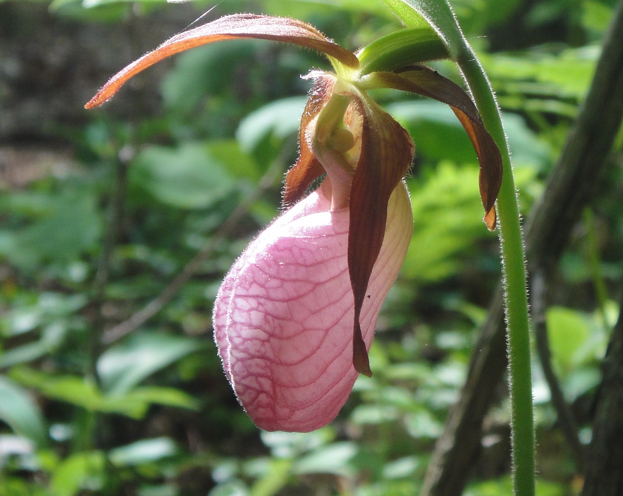 Showy Pink Lady-Slipper Orchids | The Park Explorer