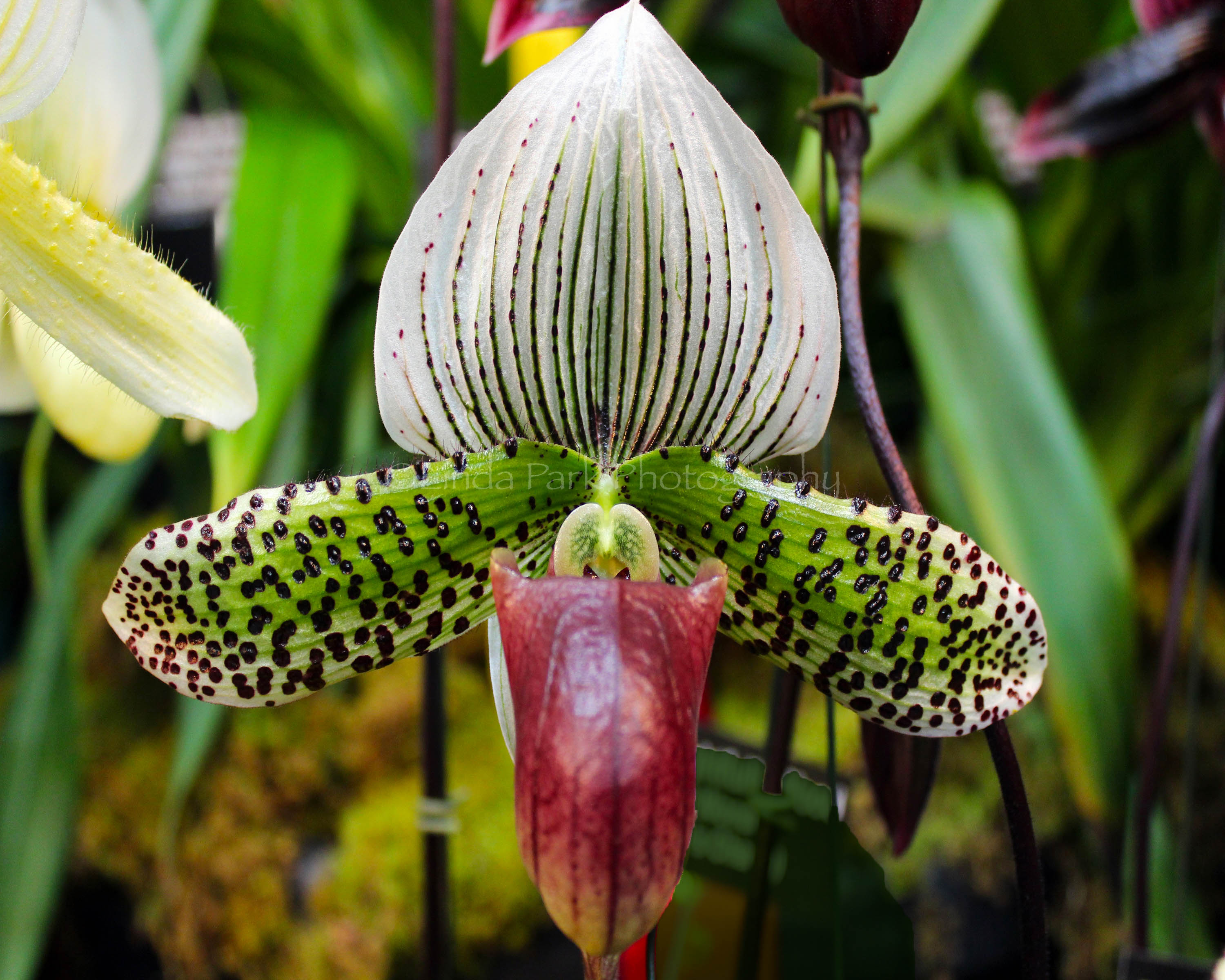 Spotted Paphiopedilum Lady Slipper Orchid Photograph - Linda Park ...