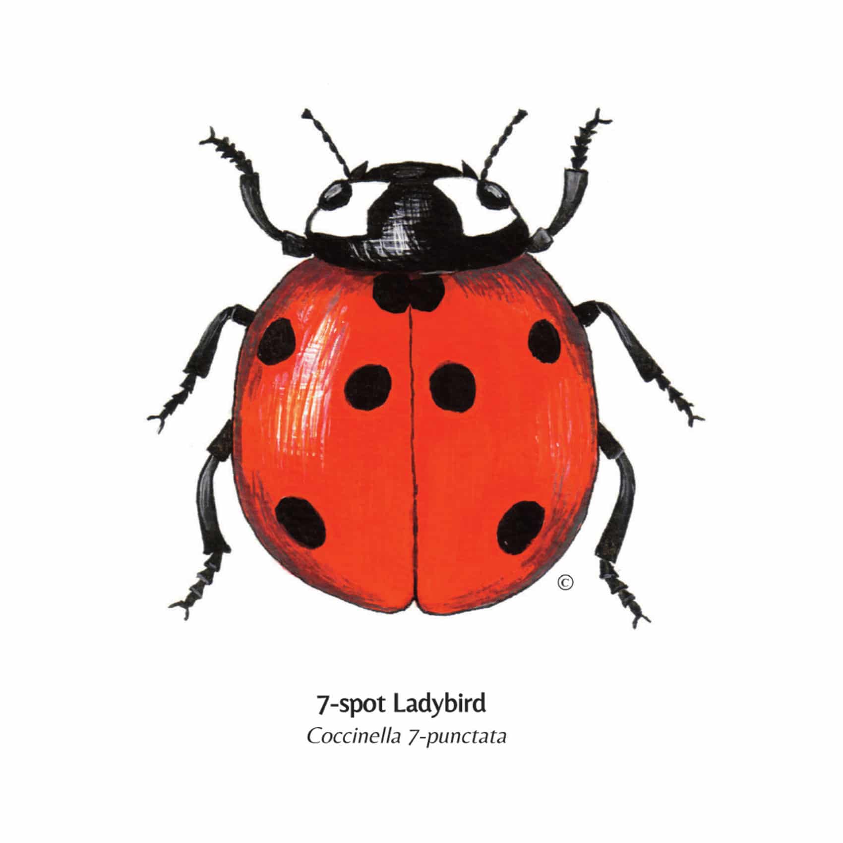 Hand Illustrated 7 – Spot Ladybird Card – Wonderful Wildlife ...