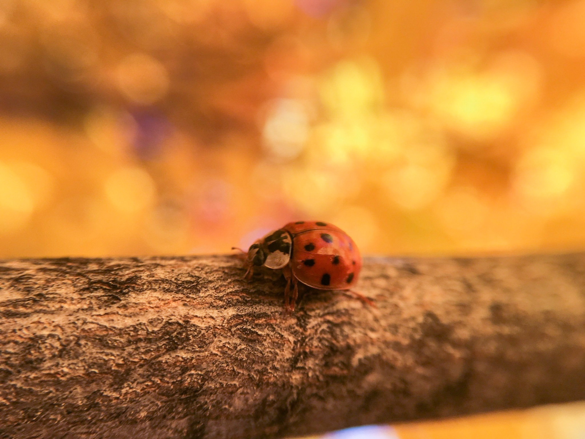 Ladybird, Black, Insect, Red, Spots, HQ Photo