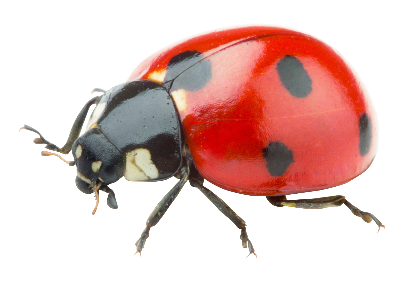 Ladybird PNG Background Image | PNG Mart
