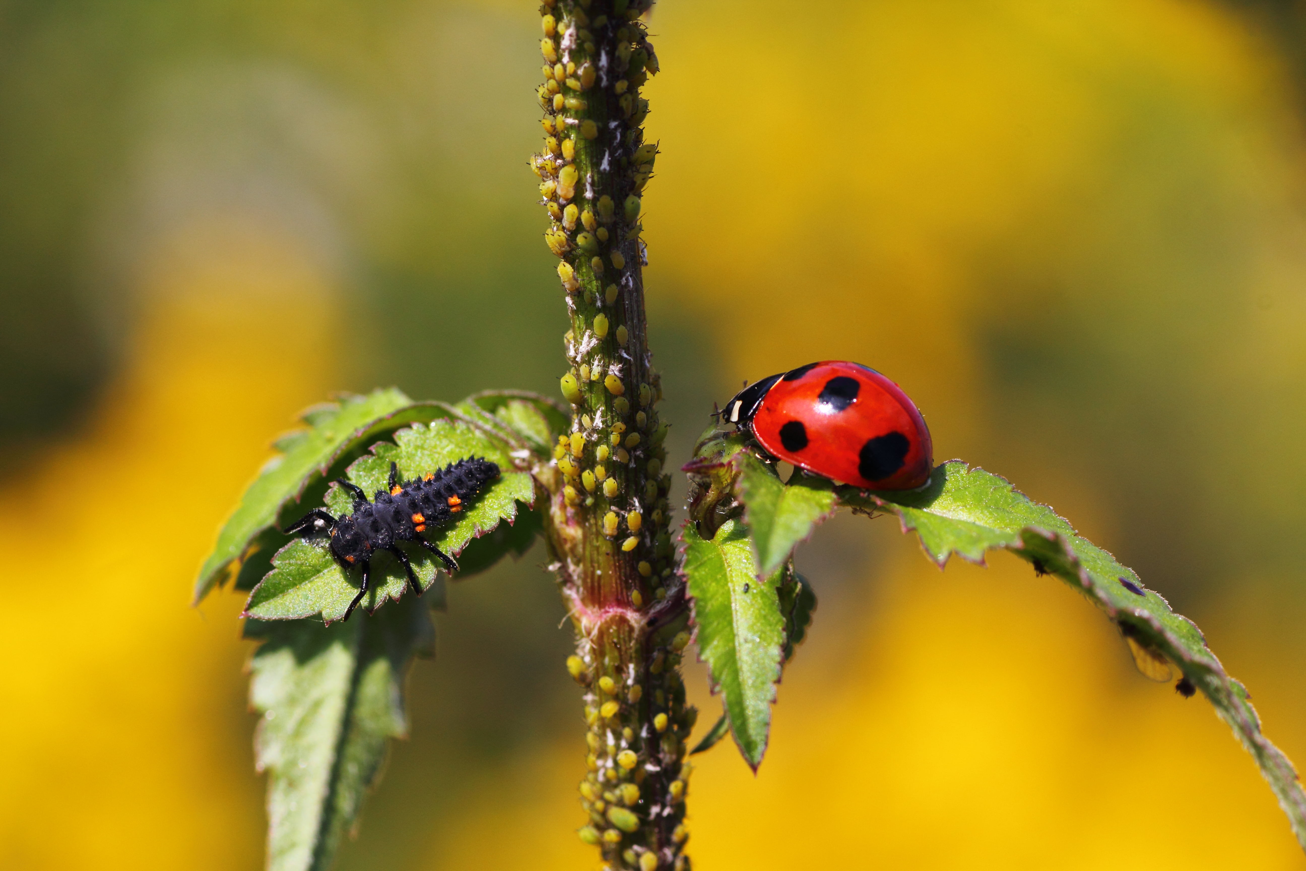 Red and black spotted bug on green plant stem closeup photography ...